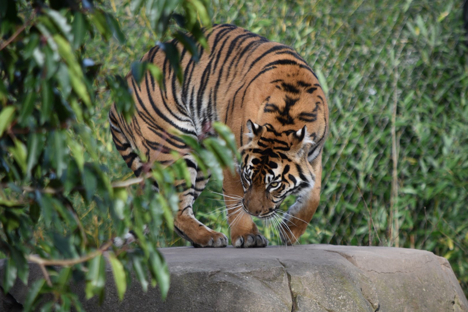 Sumatran tiger "Kasarna"
