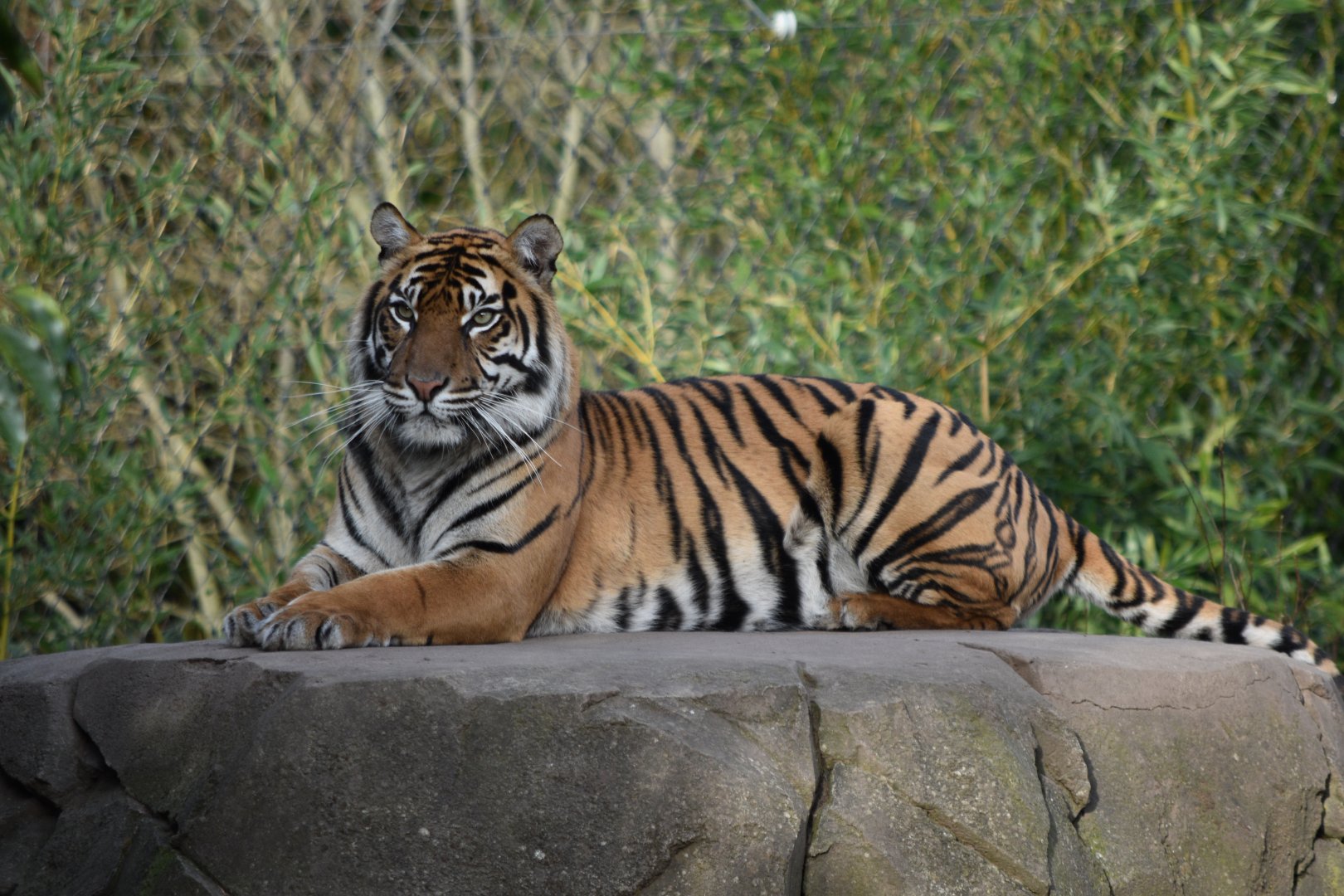 Sumatran tiger "Kasarna"