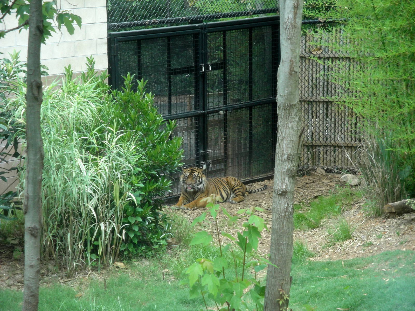 Sumatran Tiger - Kavi