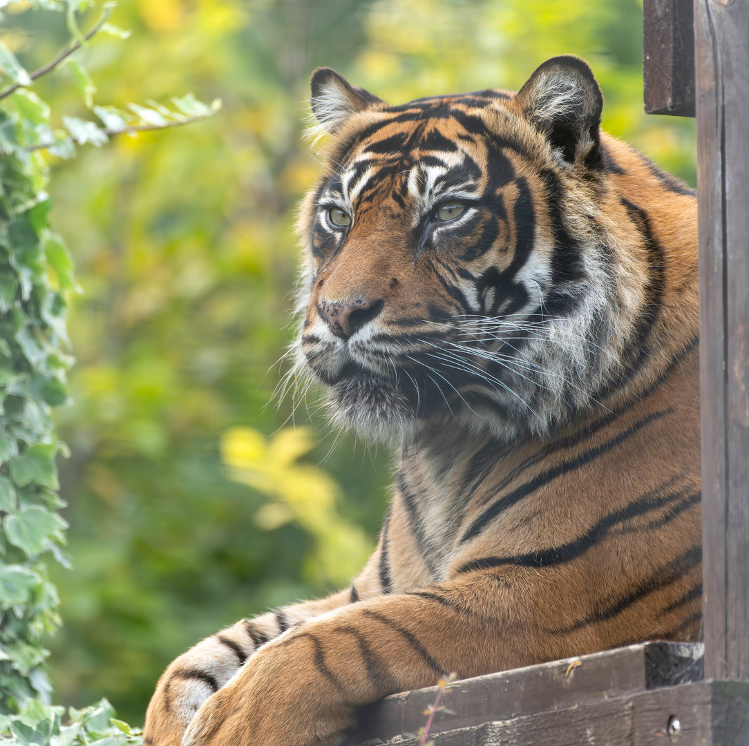 Sumatran tiger (Kelabu), Shepreth, UK