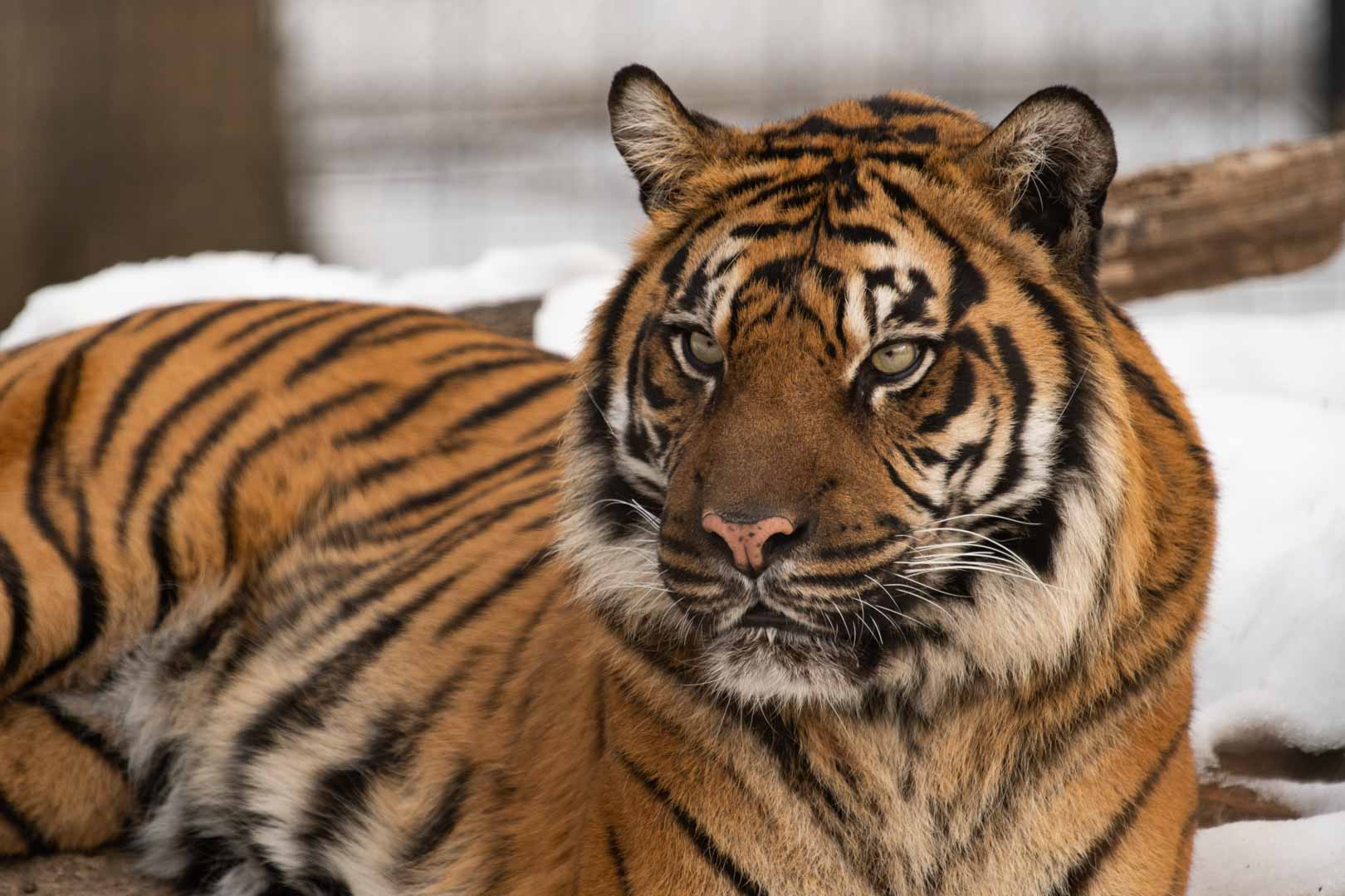 Sumatran Tiger Kemala