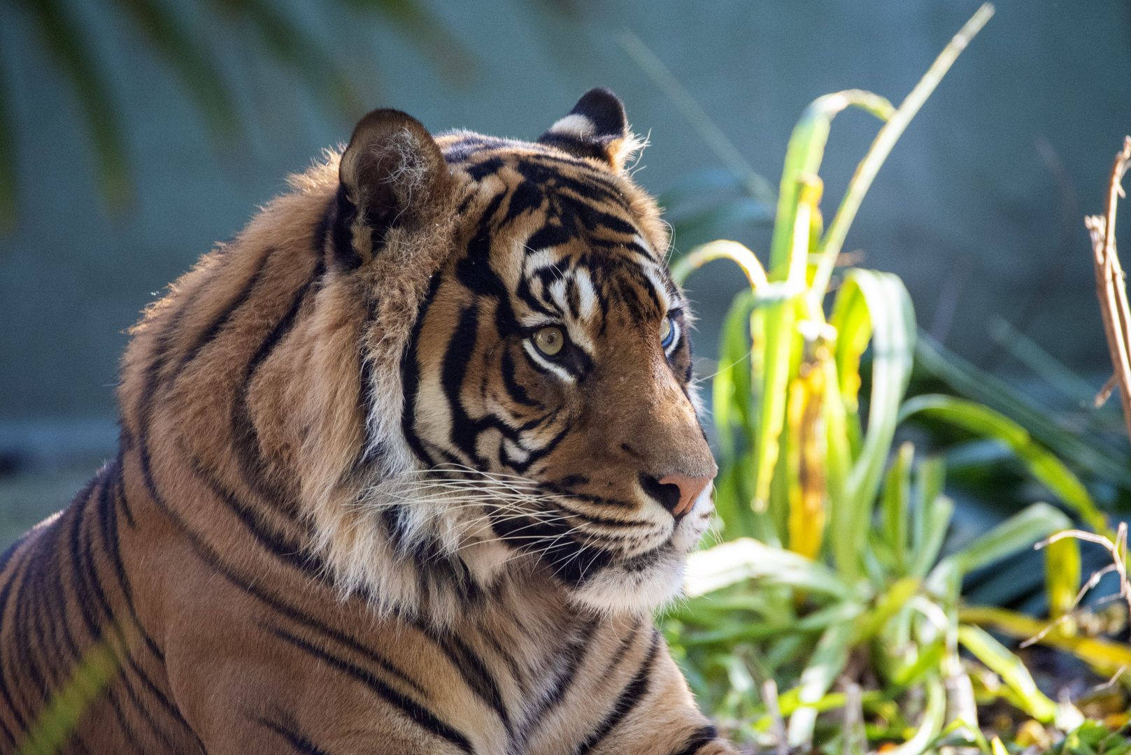 Sumatran tiger 'Kembali'