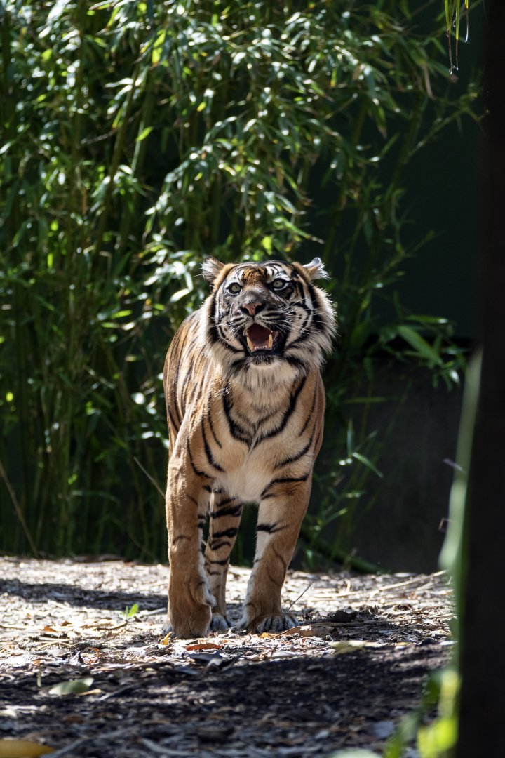 Sumatran tiger 'Kembali'