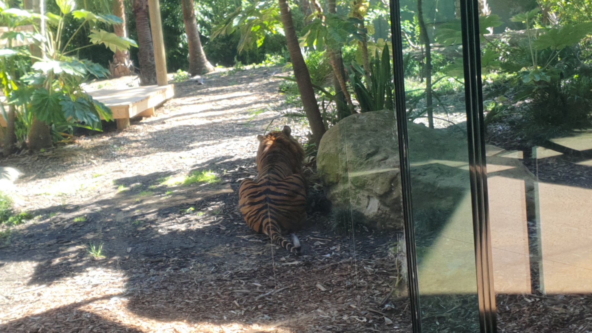 Sumatran Tiger Kembali