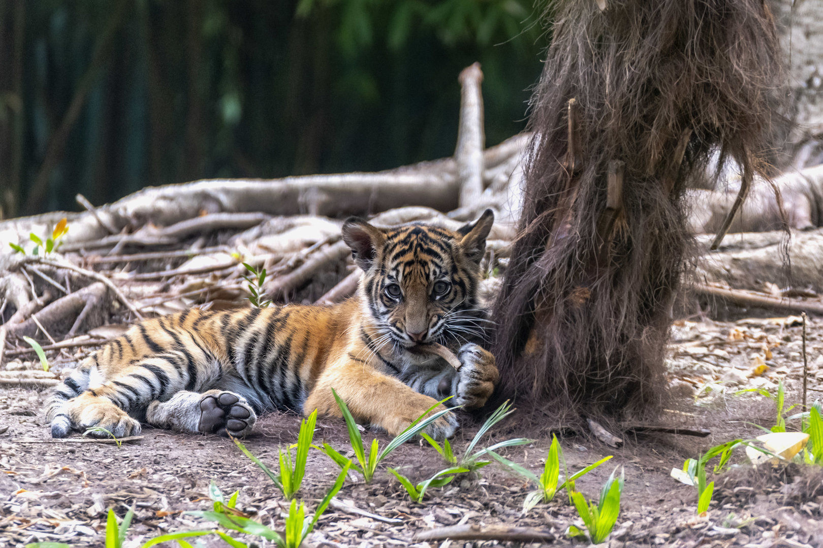 Sumatran tiger 'Ketambe'