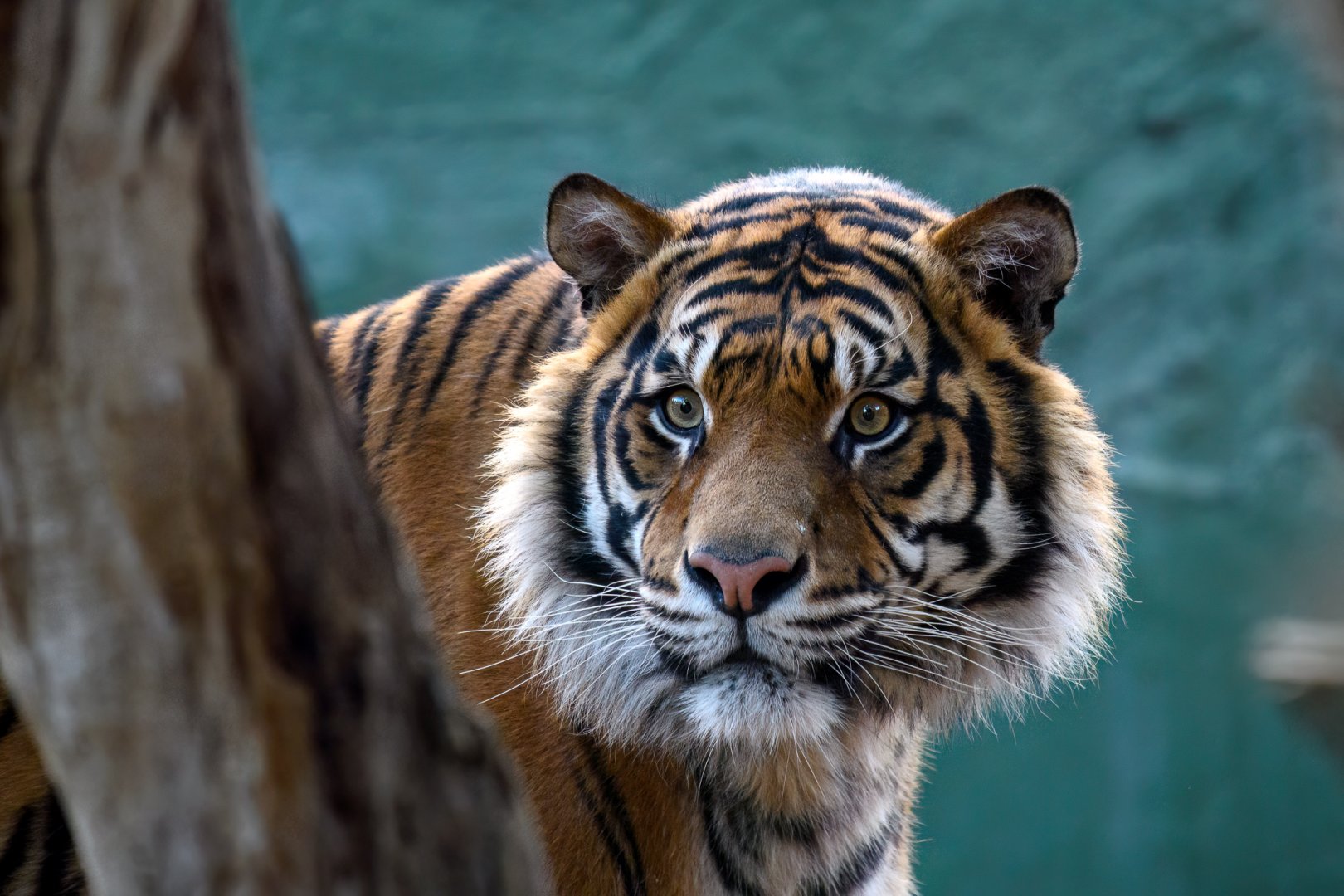 Sumatran tiger 'Ketambe'