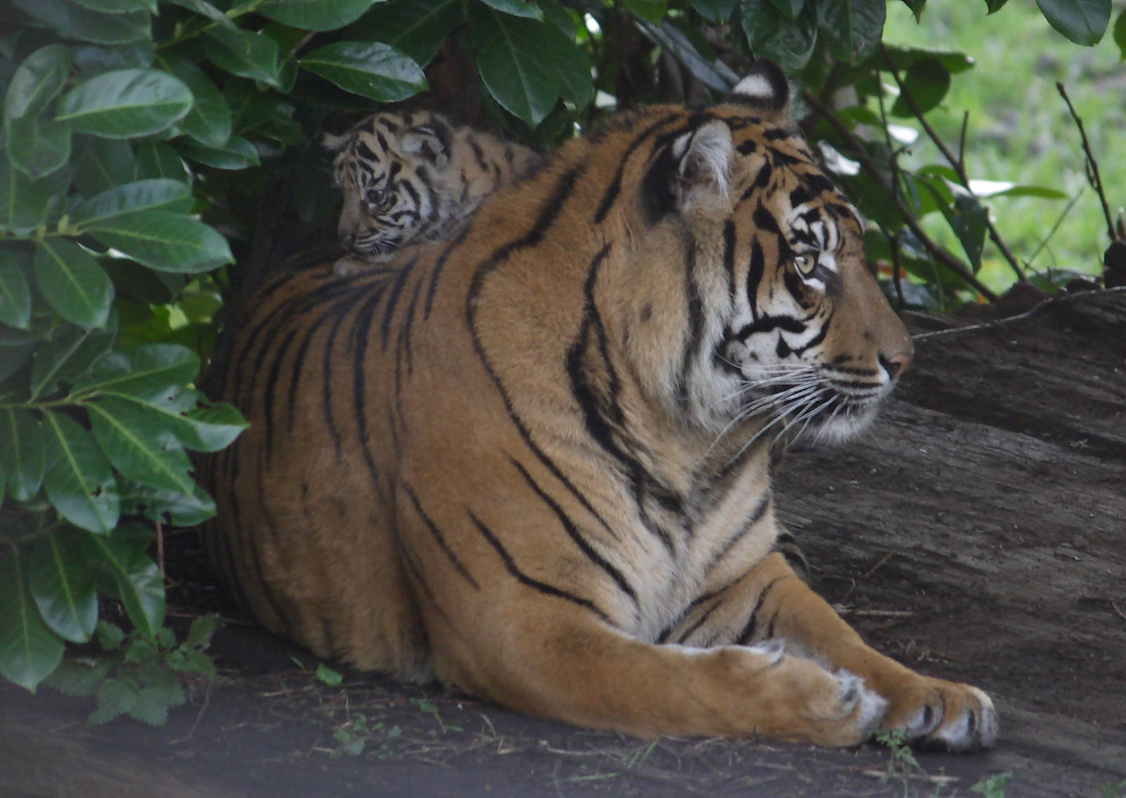 Sumatran tiger 'Kirana' and cub
