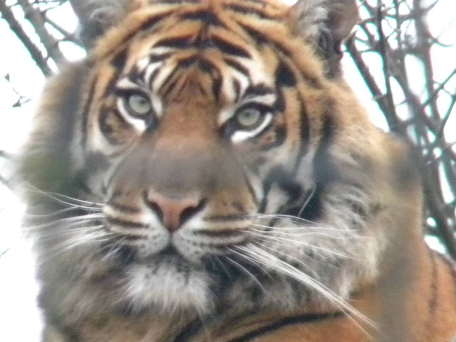 Sumatran Tiger Kirana at Chester Zoo 19th february 2011