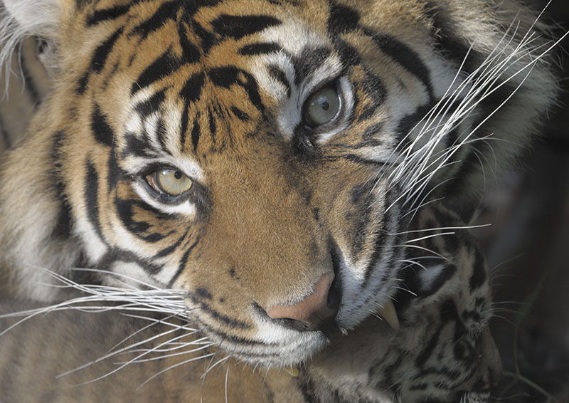 Sumatran tiger Kirana picking up a cub