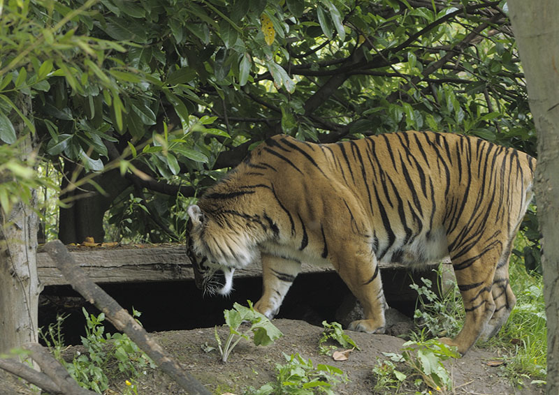 Sumatran tiger Kirana