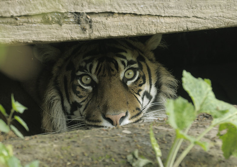 Sumatran tiger Kirana