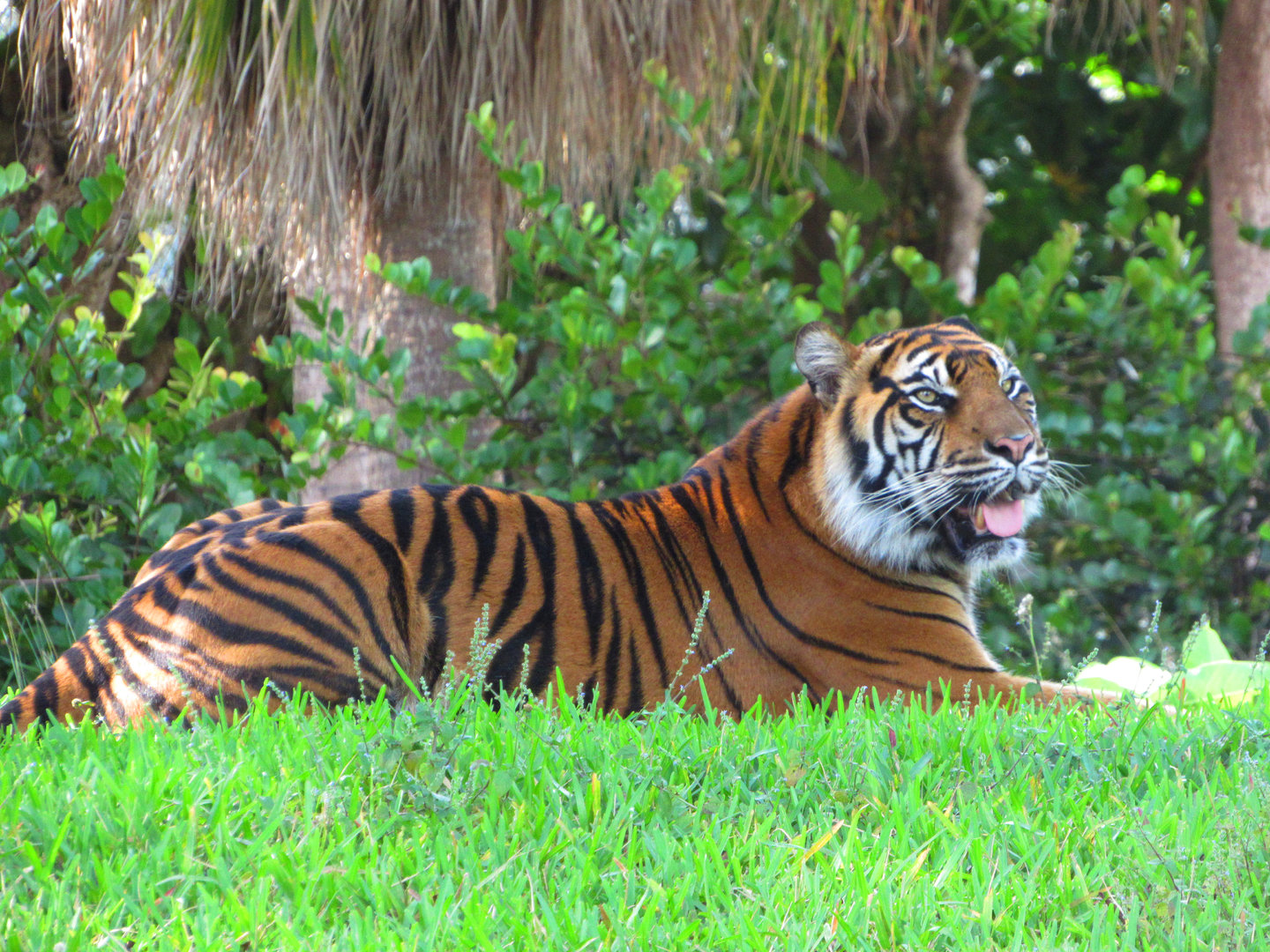 Sumatran Tiger Leeloo