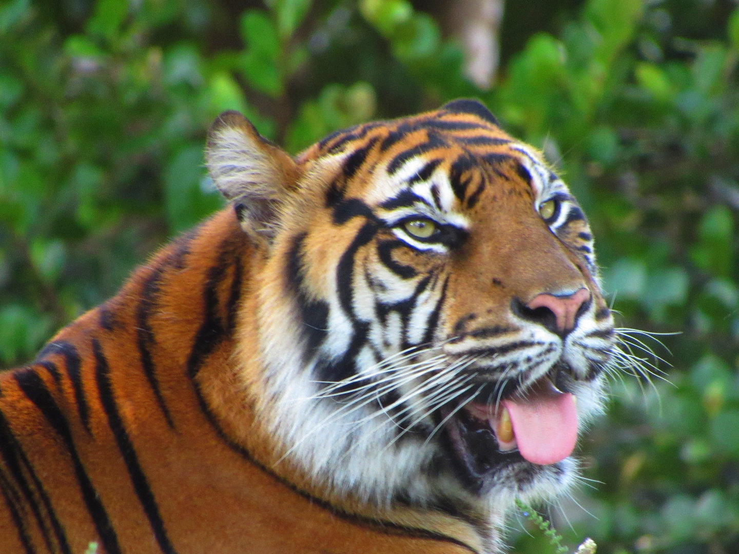 Sumatran Tiger Leeloo