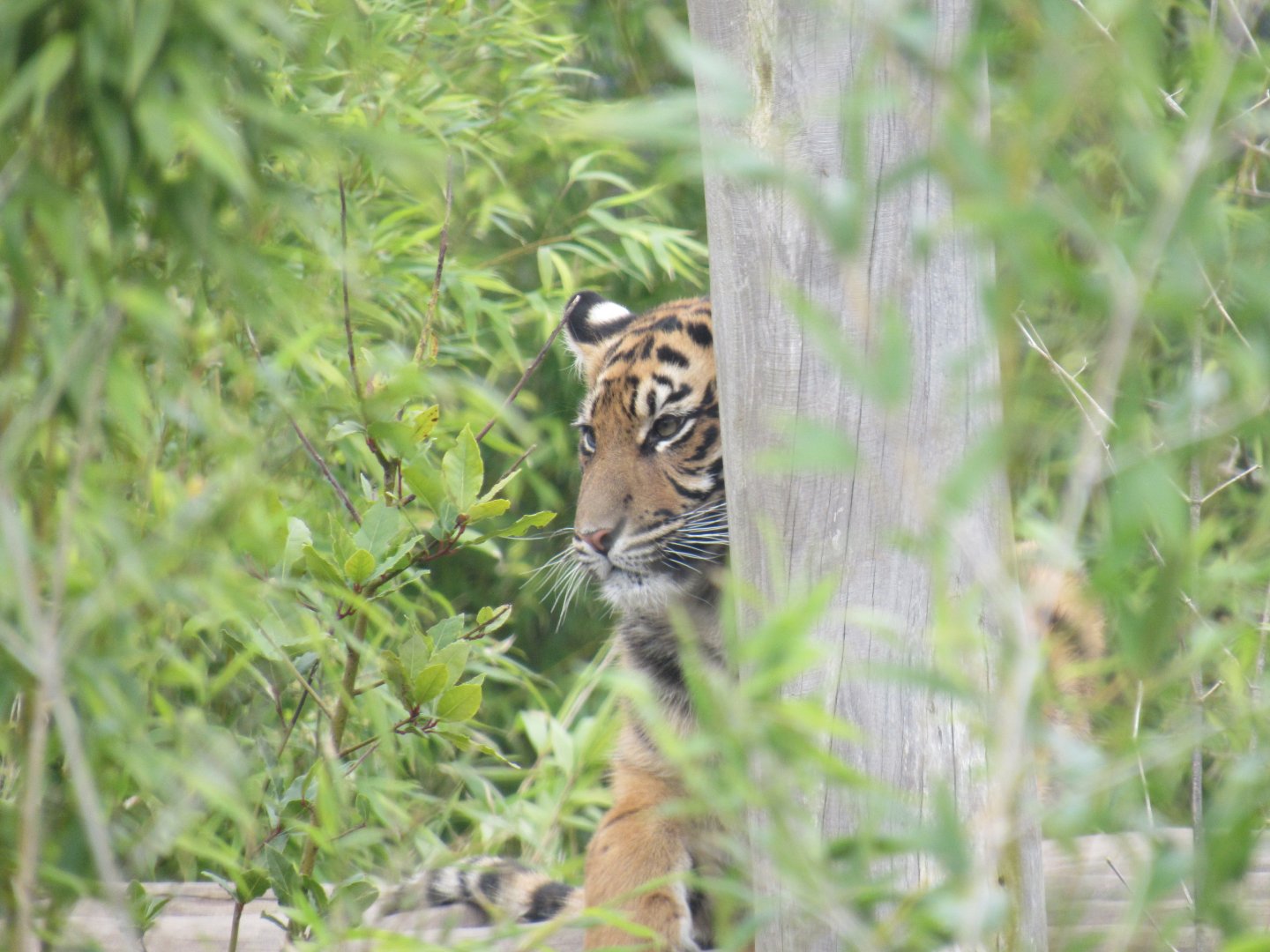 Sumatran tiger - Lestari