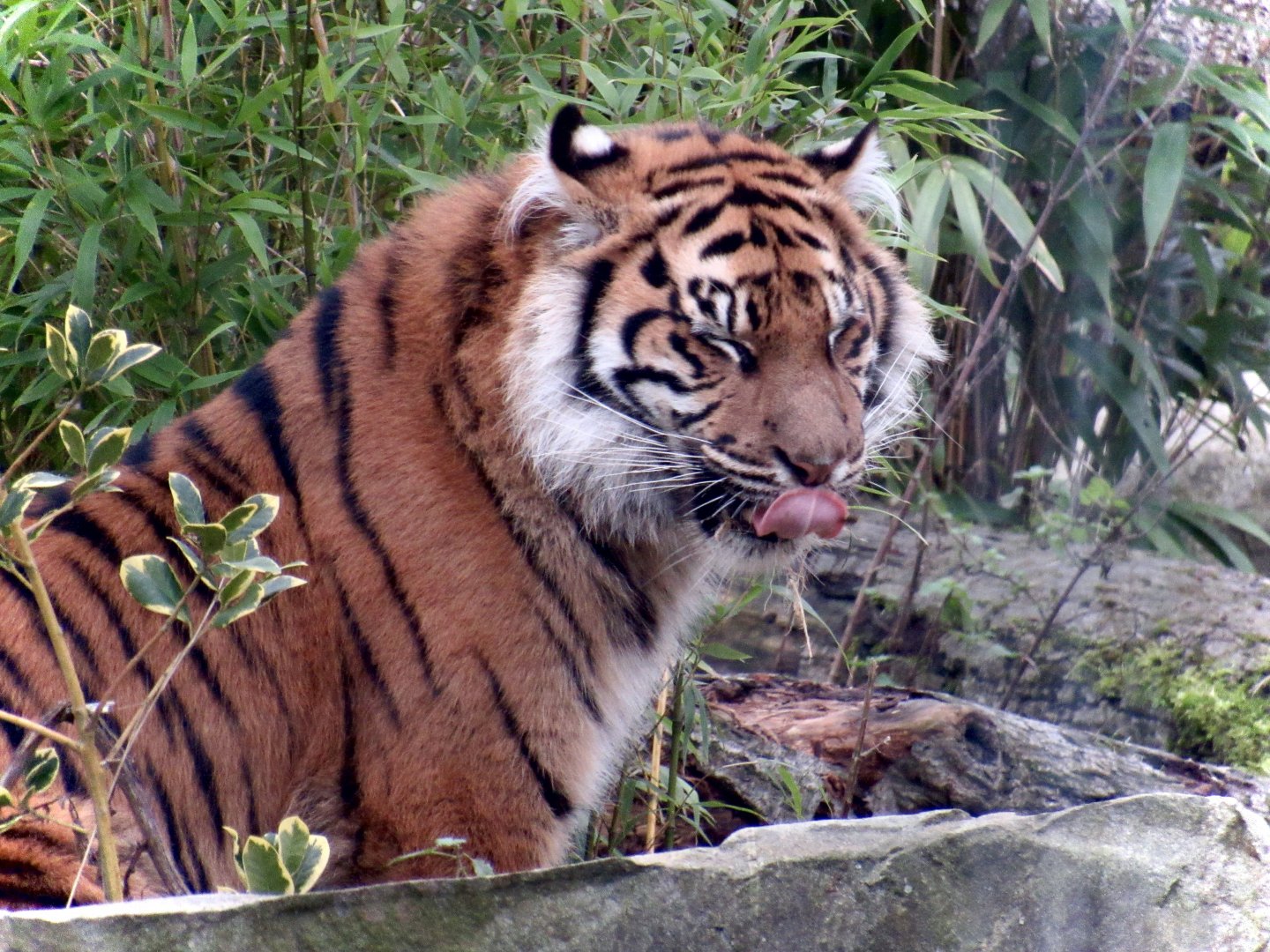 Sumatran tiger - Lestari