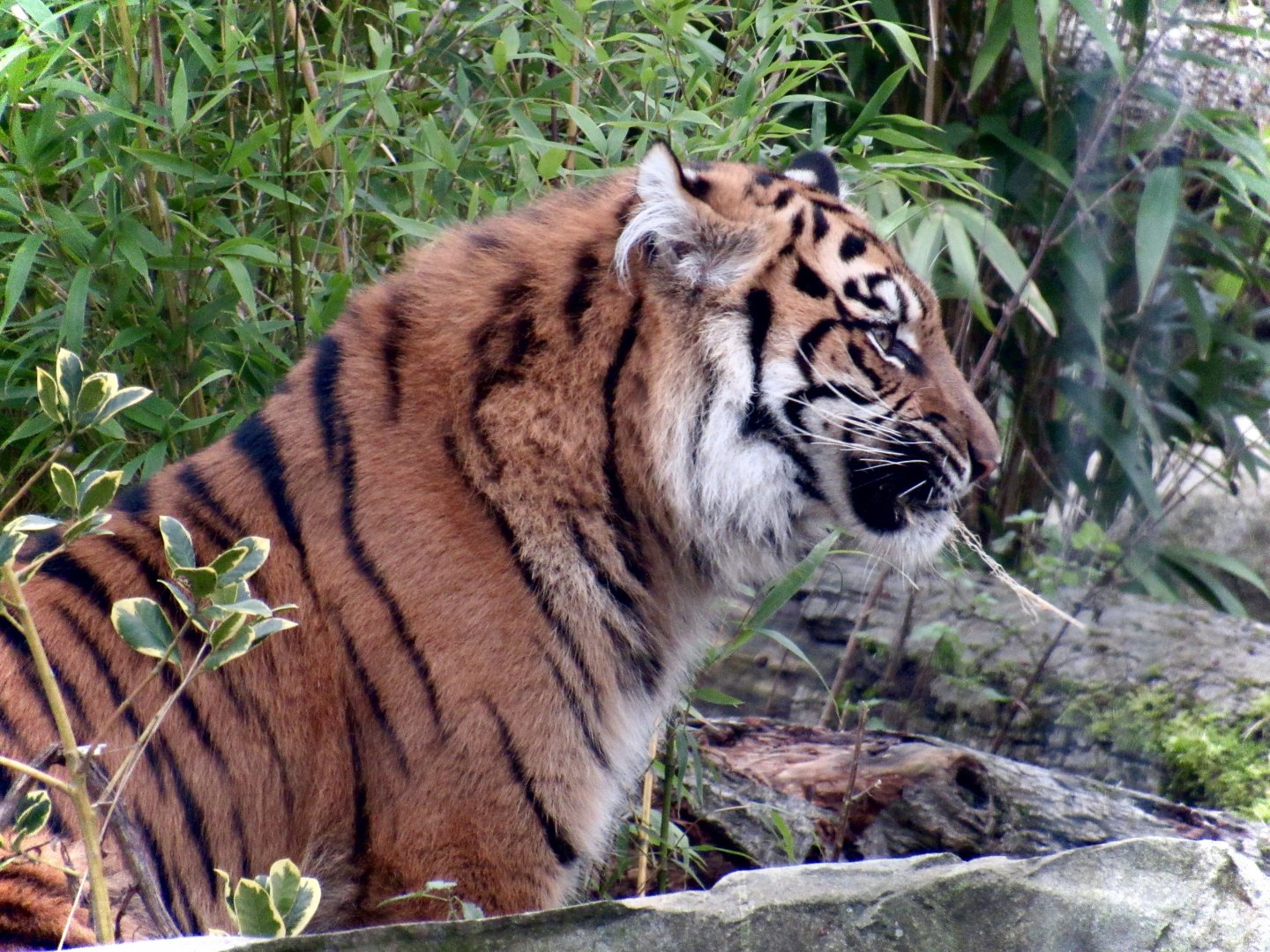 Sumatran tiger - Lestari