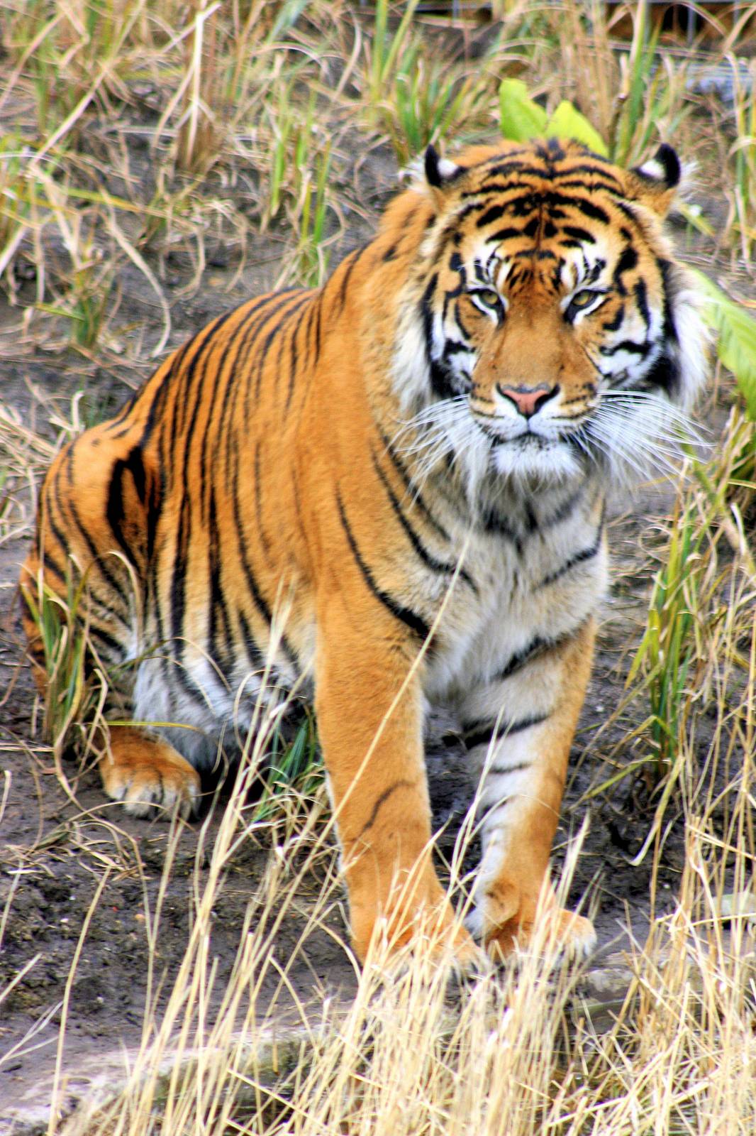 Sumatran tiger; London Zoo; 21st March 2013