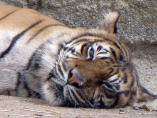 Sumatran Tiger Los Angeles Zoo 10-18-2009