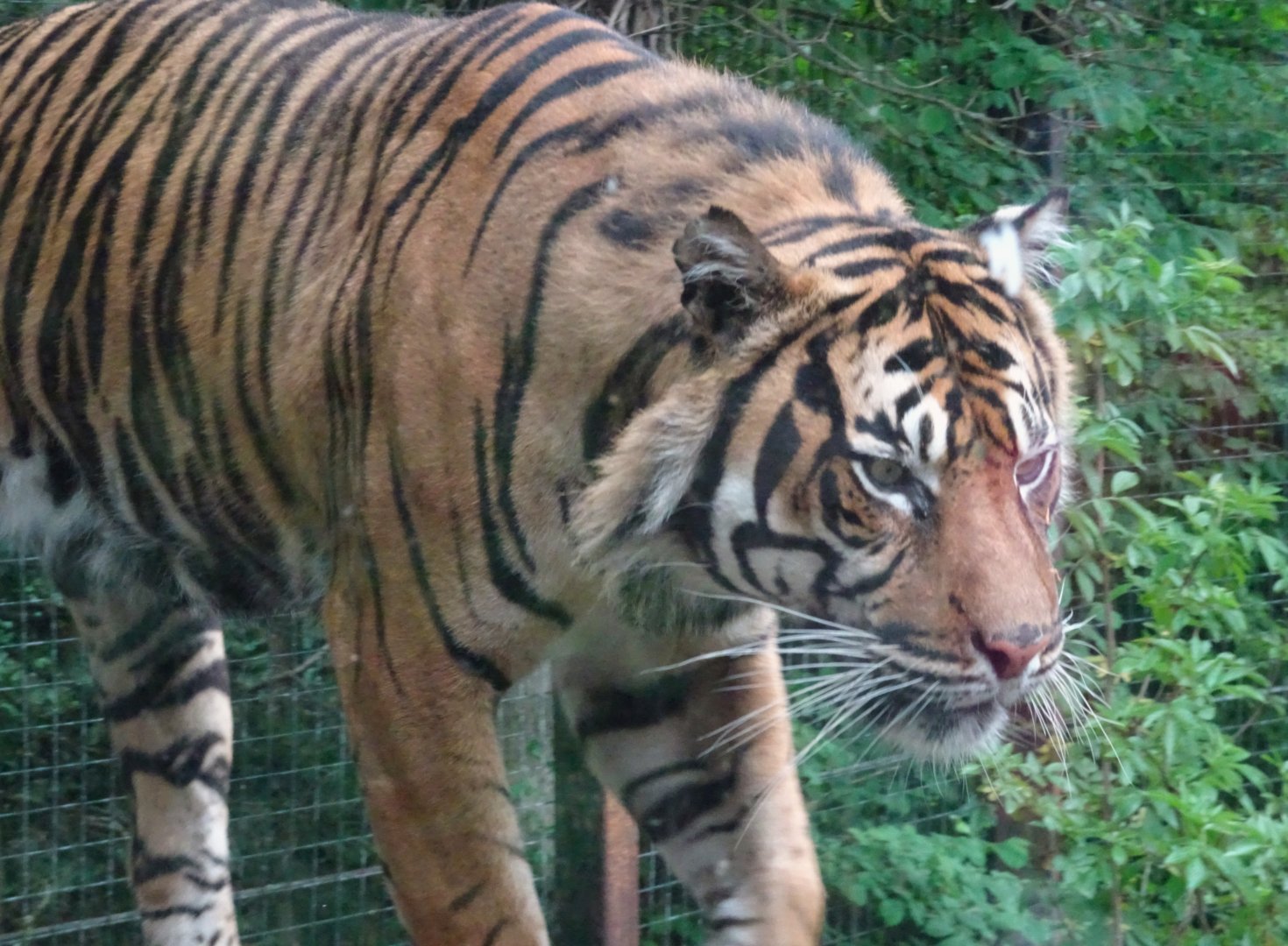 Sumatran Tiger Lucu 19 May 2025