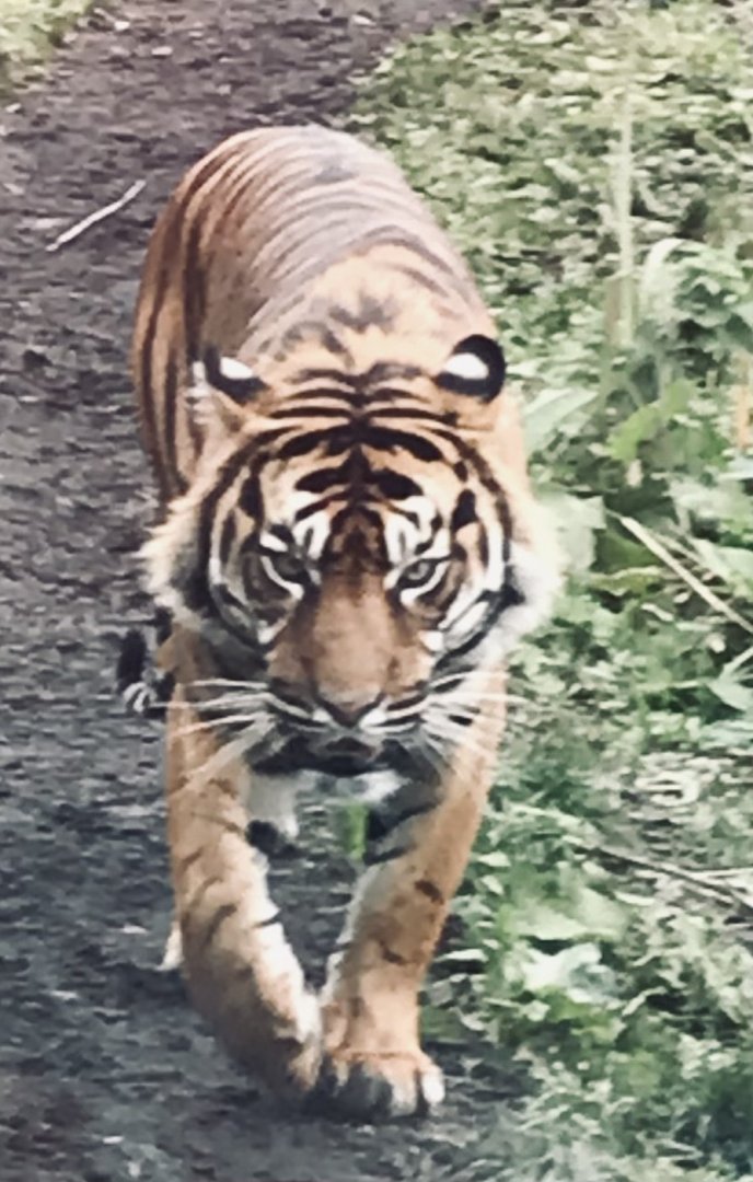 Sumatran tiger “Lucu”