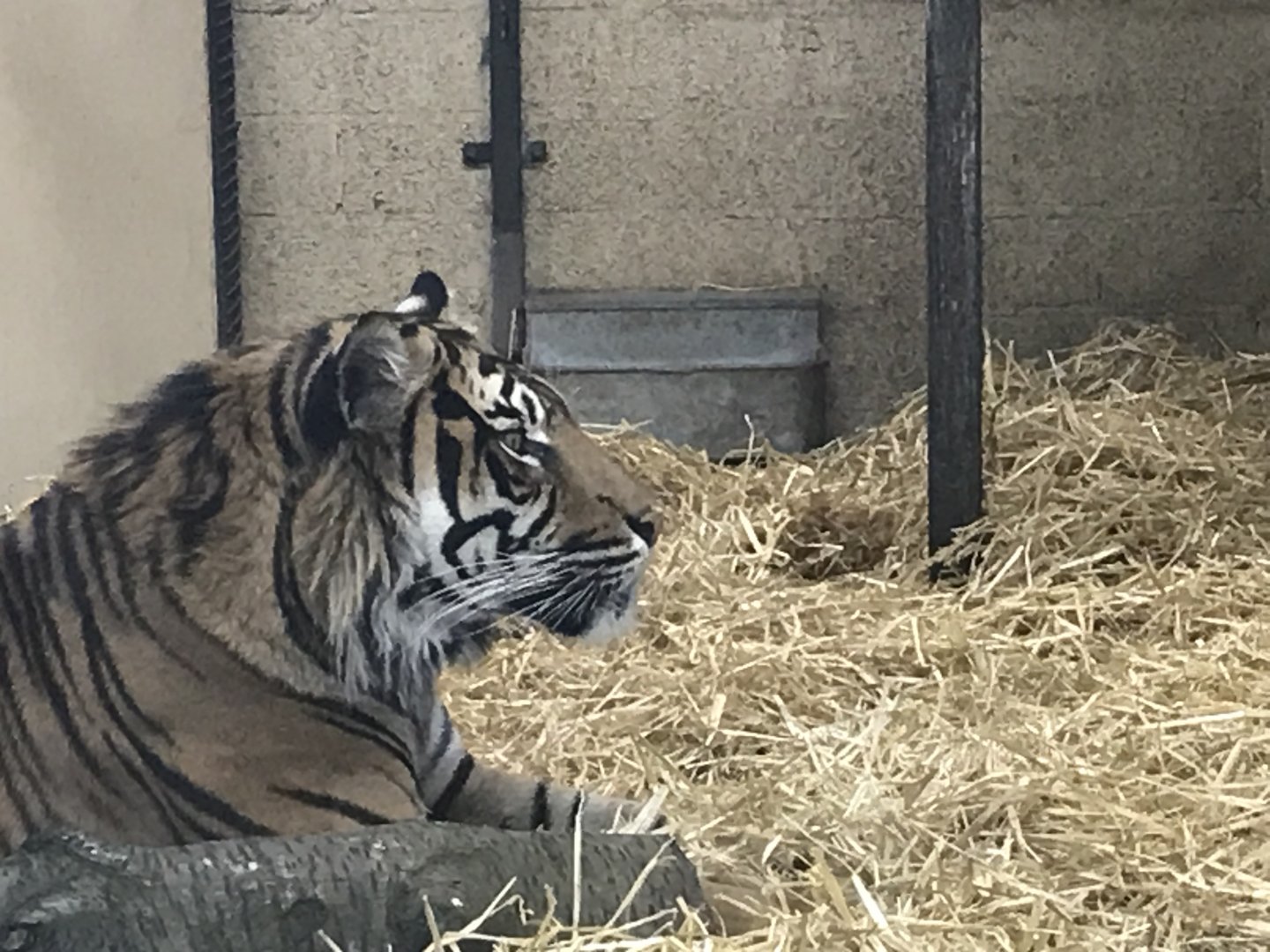 Sumatran tiger “Lucu”