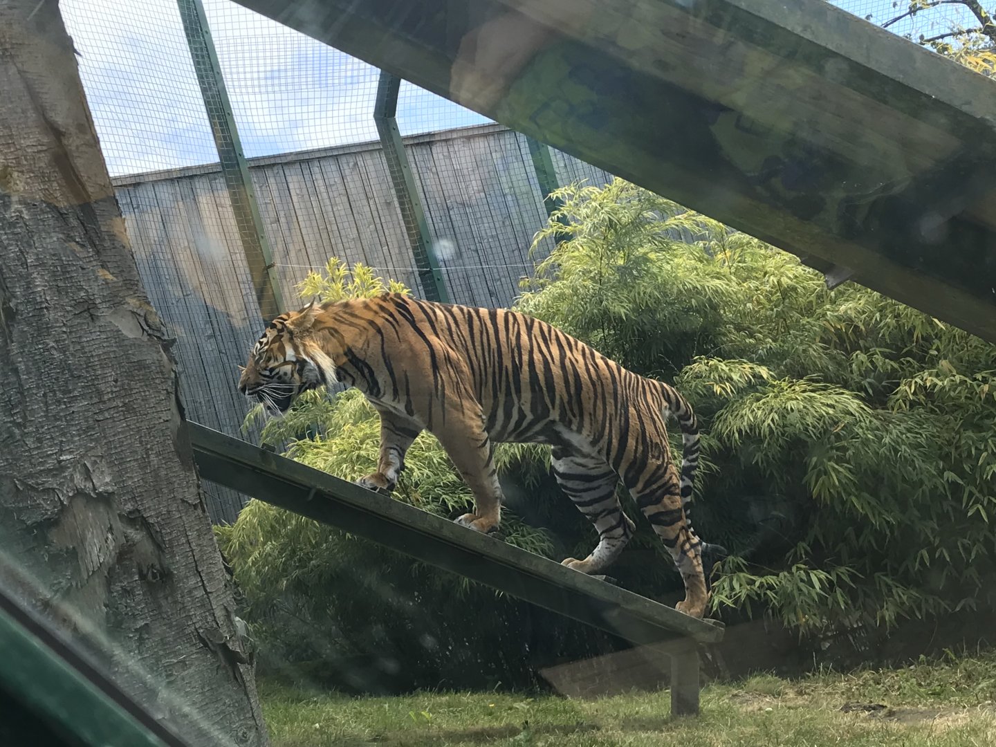 Sumatran tiger “Lucu”