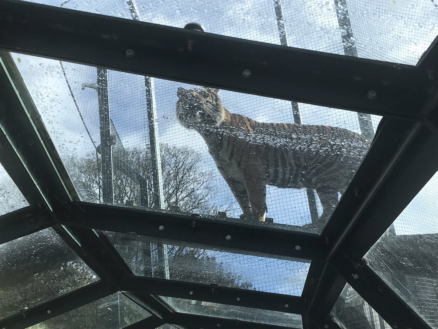 Sumatran tiger “Lucu”