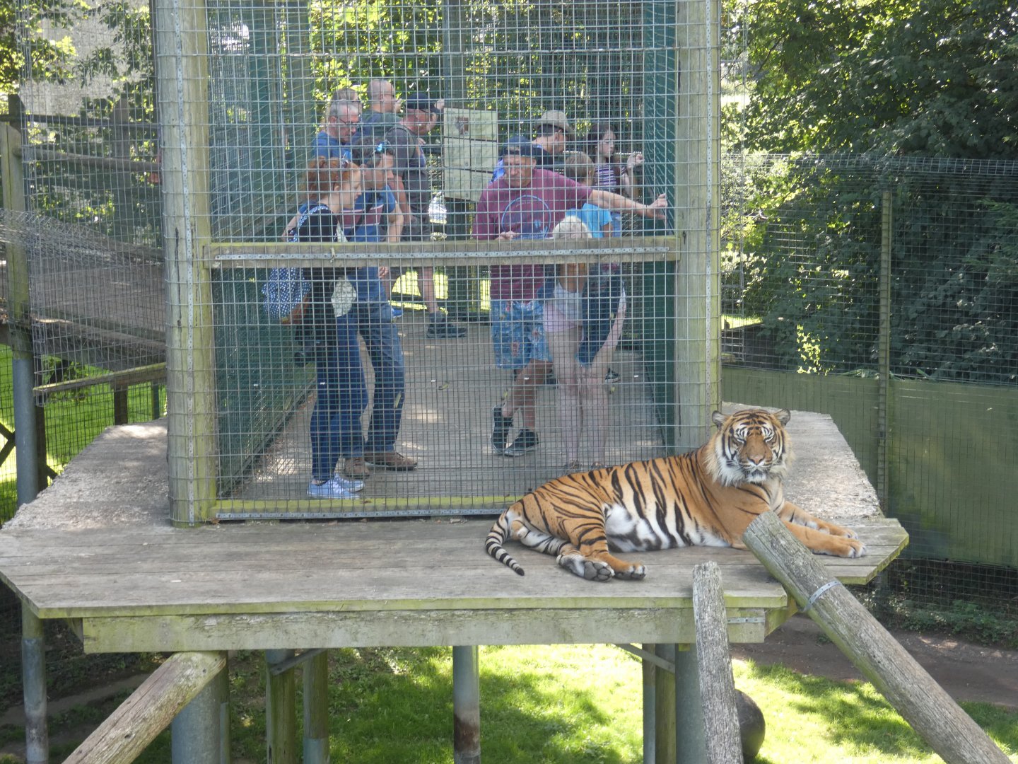 Sumatran tiger machan viewing area
