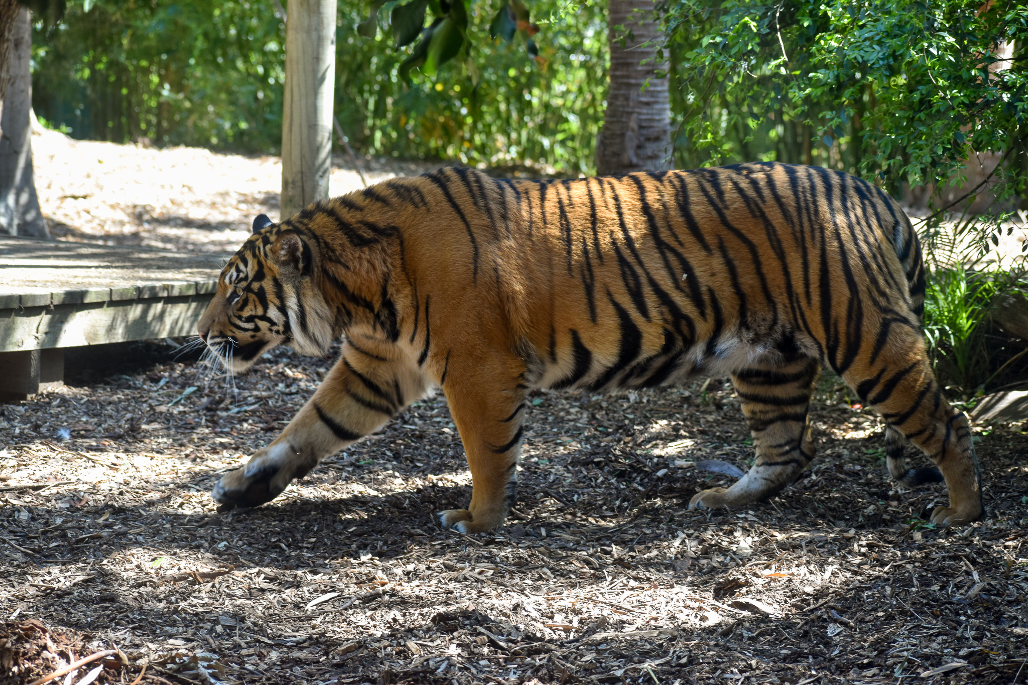 Sumatran Tiger - male Kembali