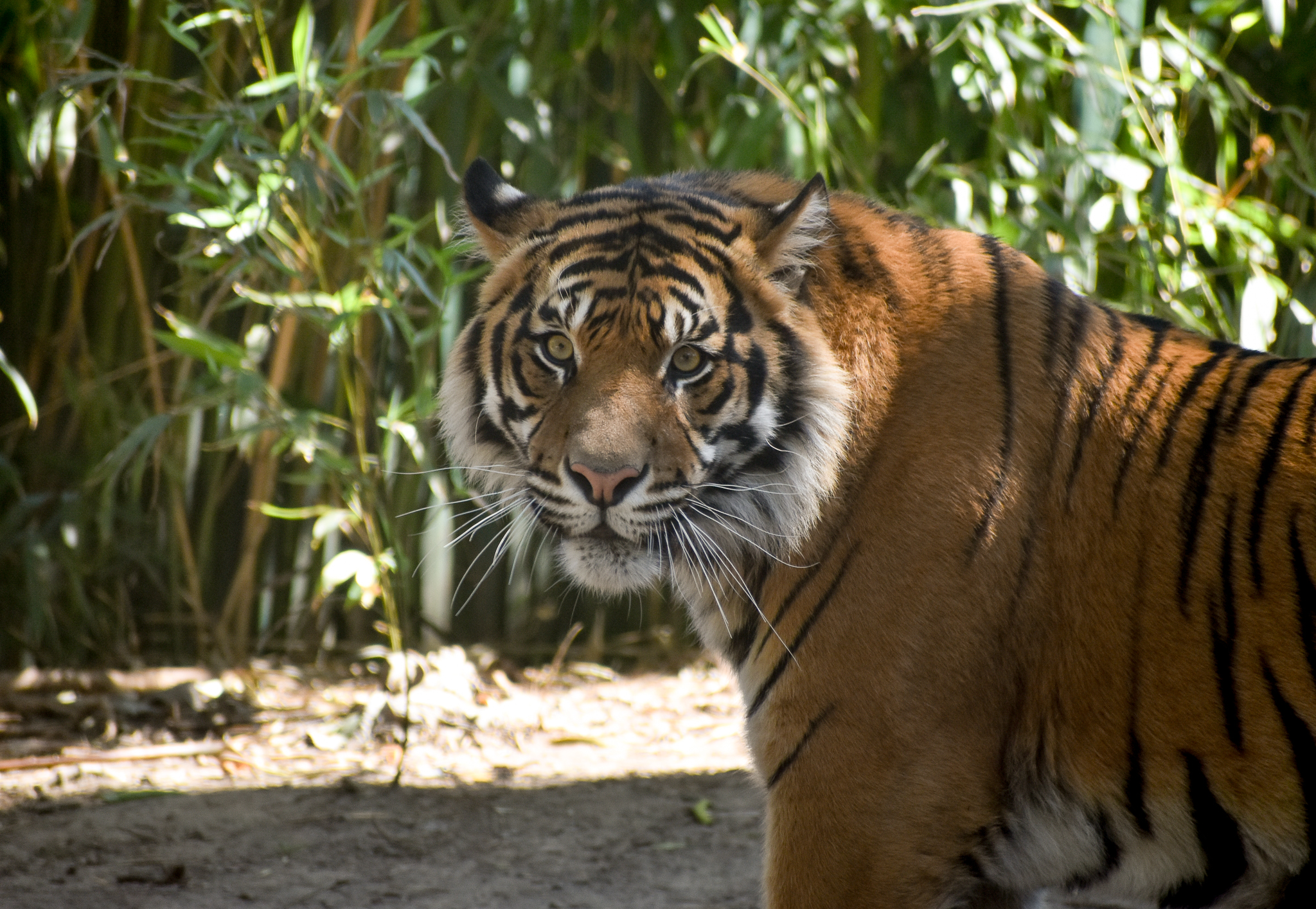 Sumatran Tiger - male Kembali