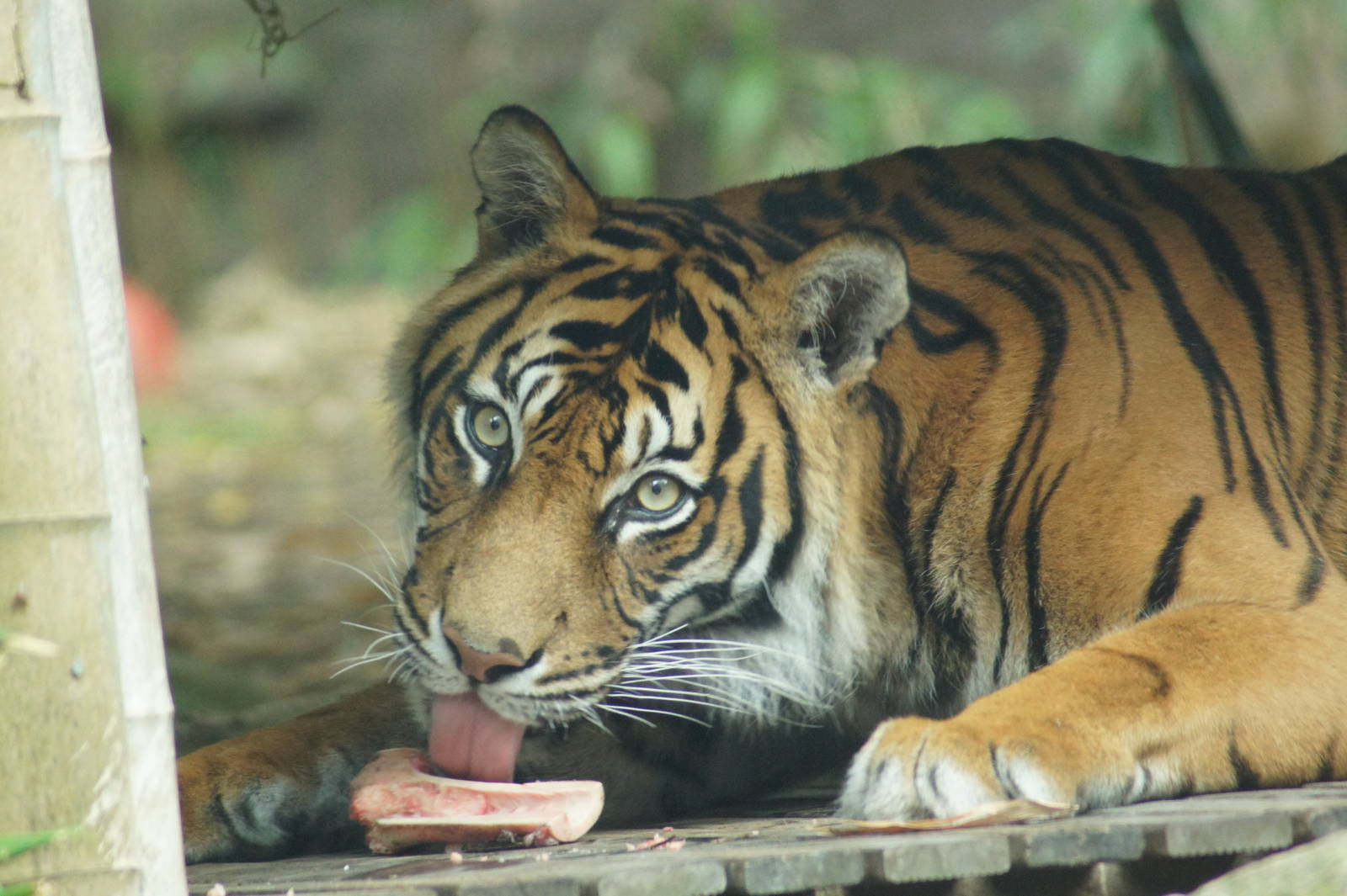 Sumatran Tiger Male 'Satu'
