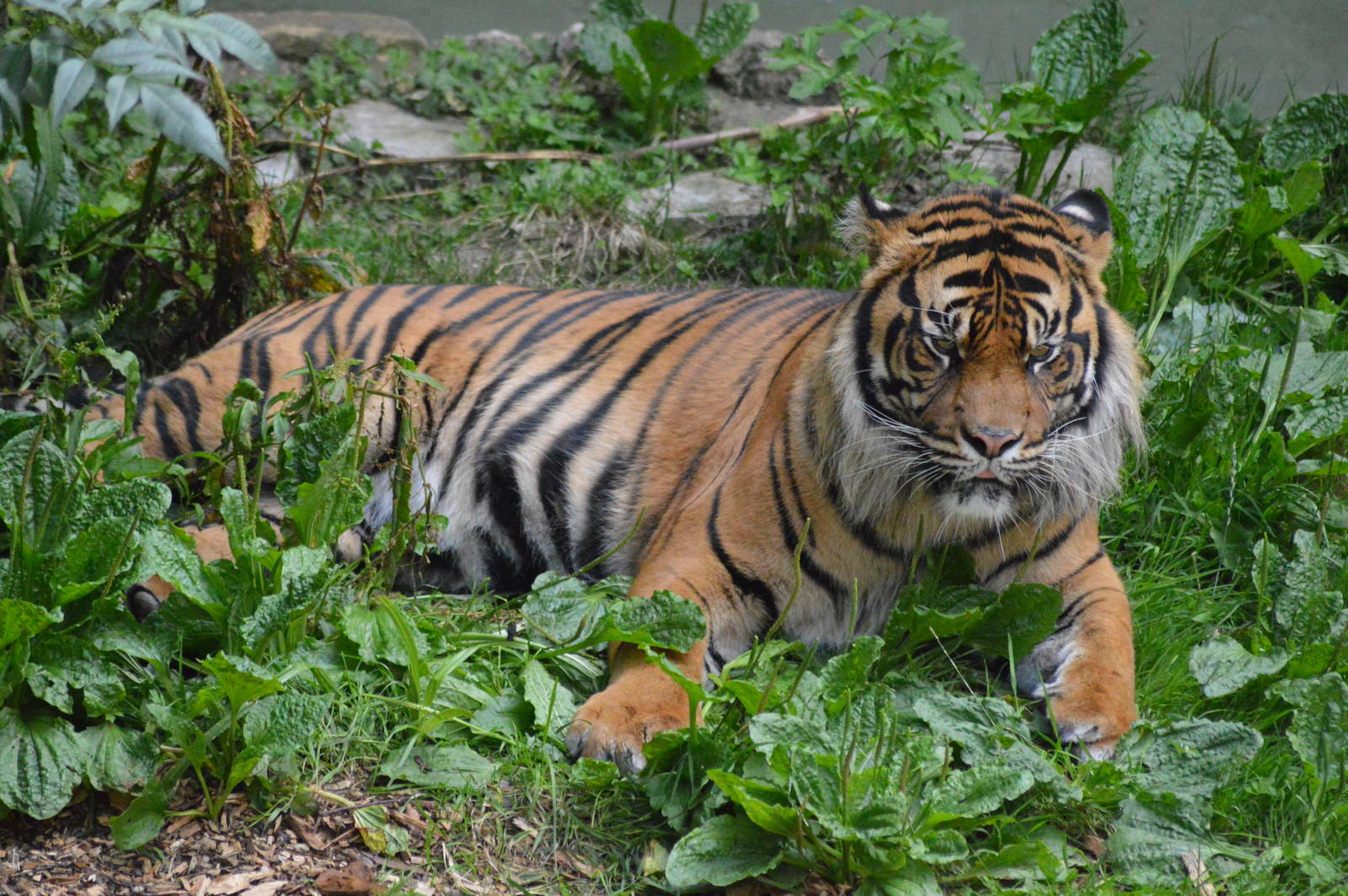 Sumatran tiger male
