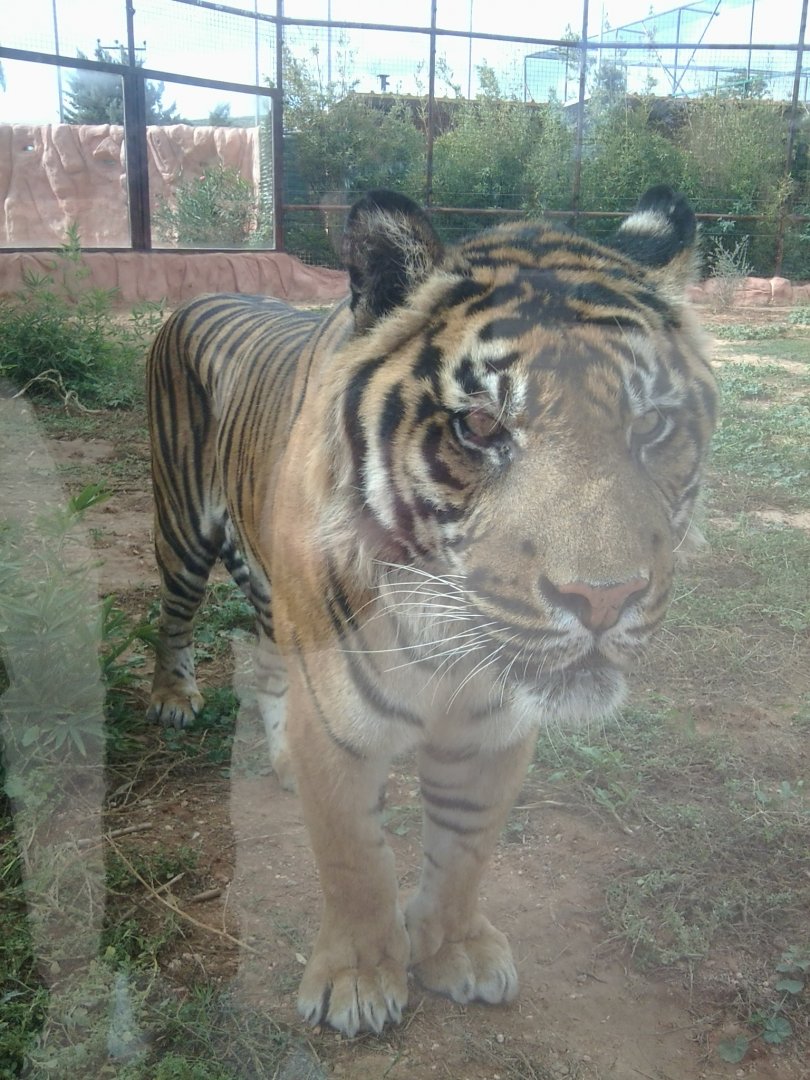 Sumatran tiger (male)