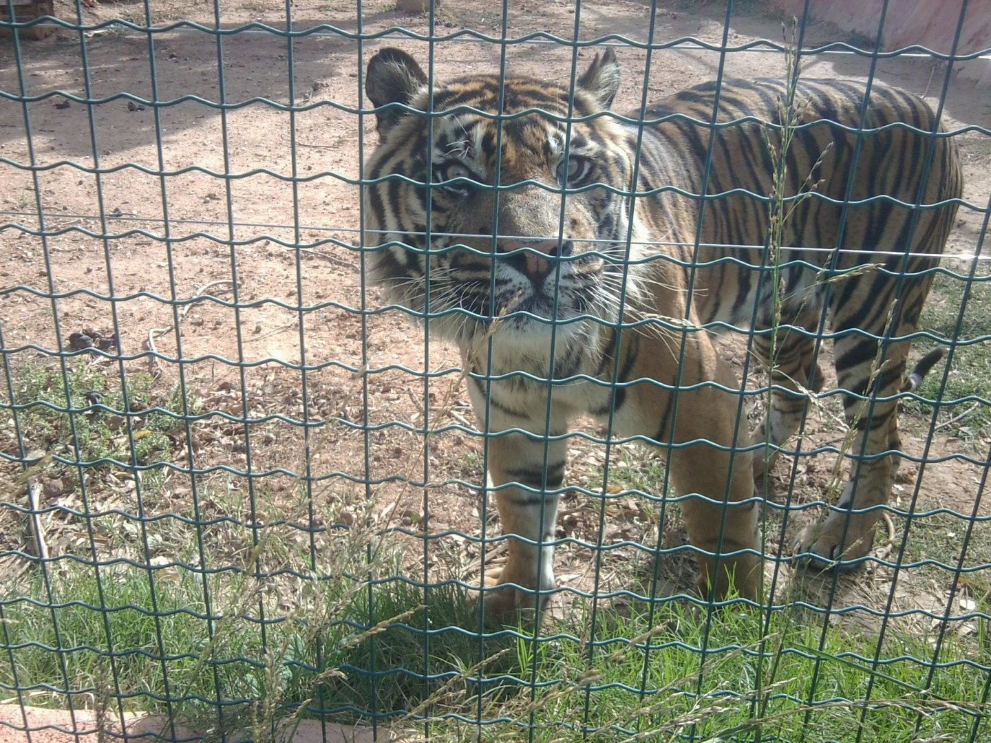 Sumatran tiger (male)