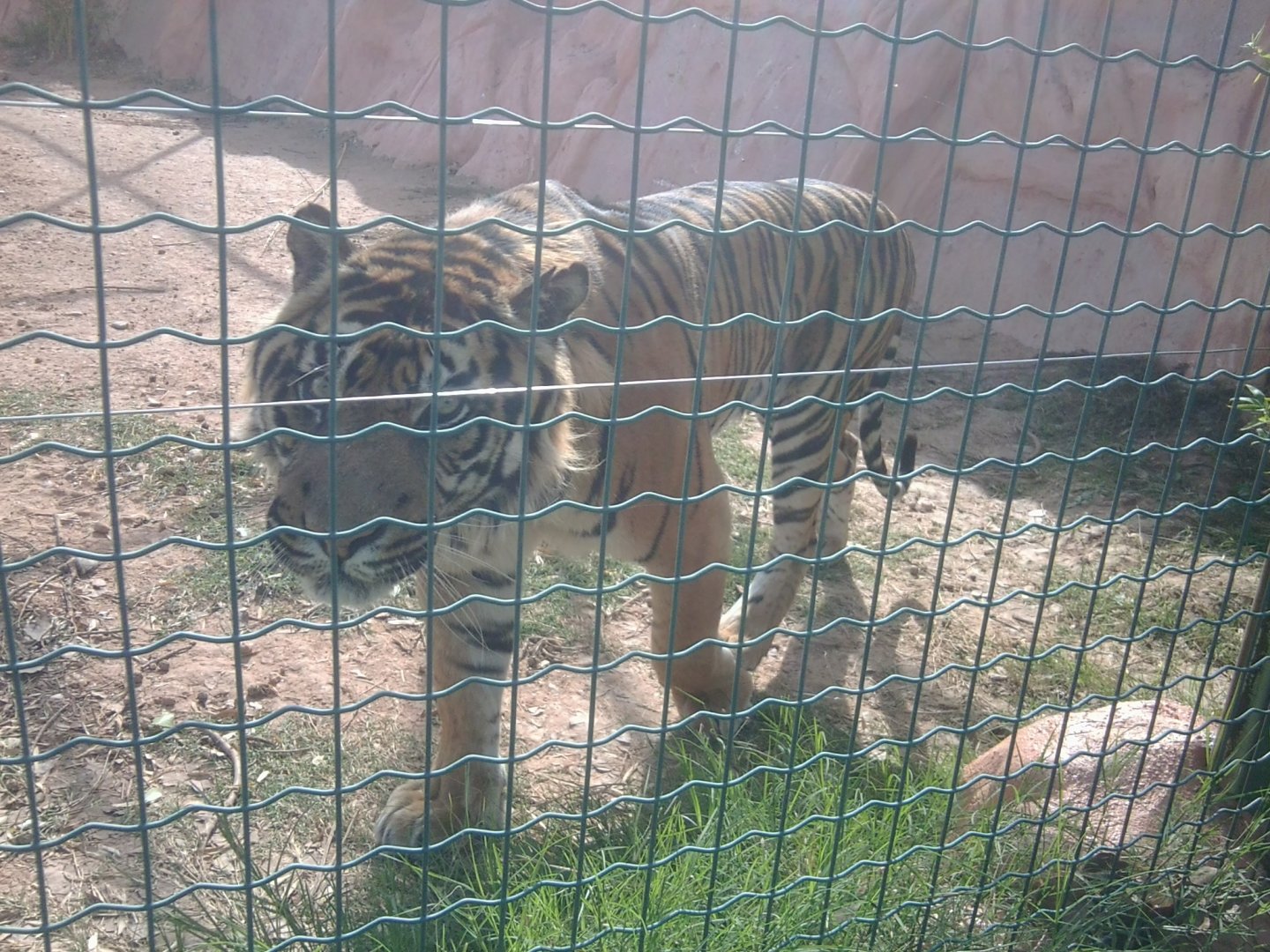 Sumatran tiger (male)