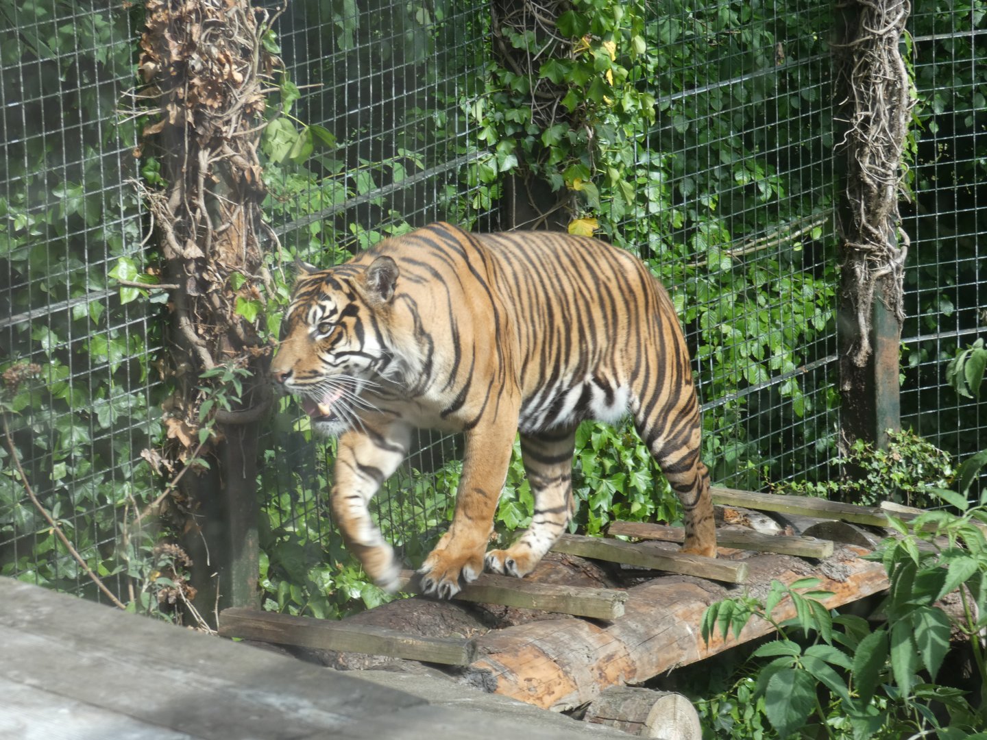 Sumatran tiger male