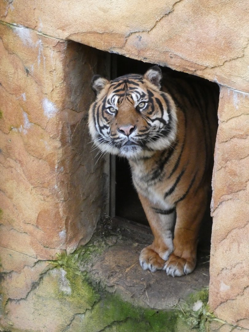 Sumatran tiger male