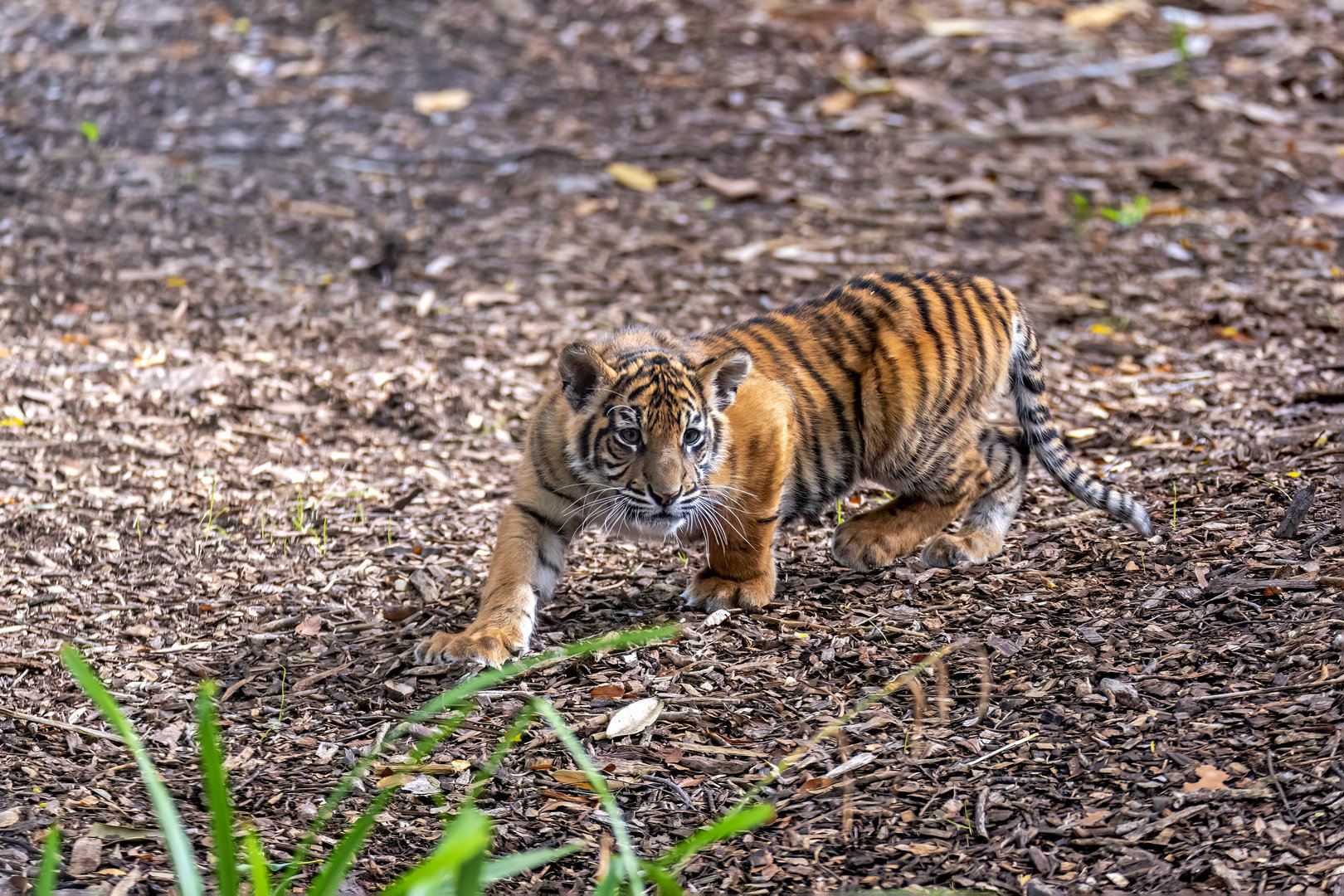 Sumatran tiger 'Marni'