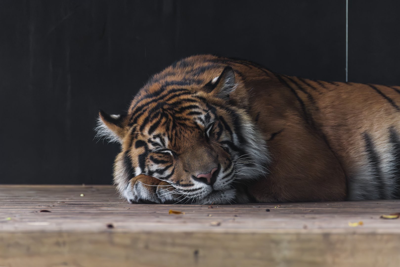 Sumatran tiger 'Marni'
