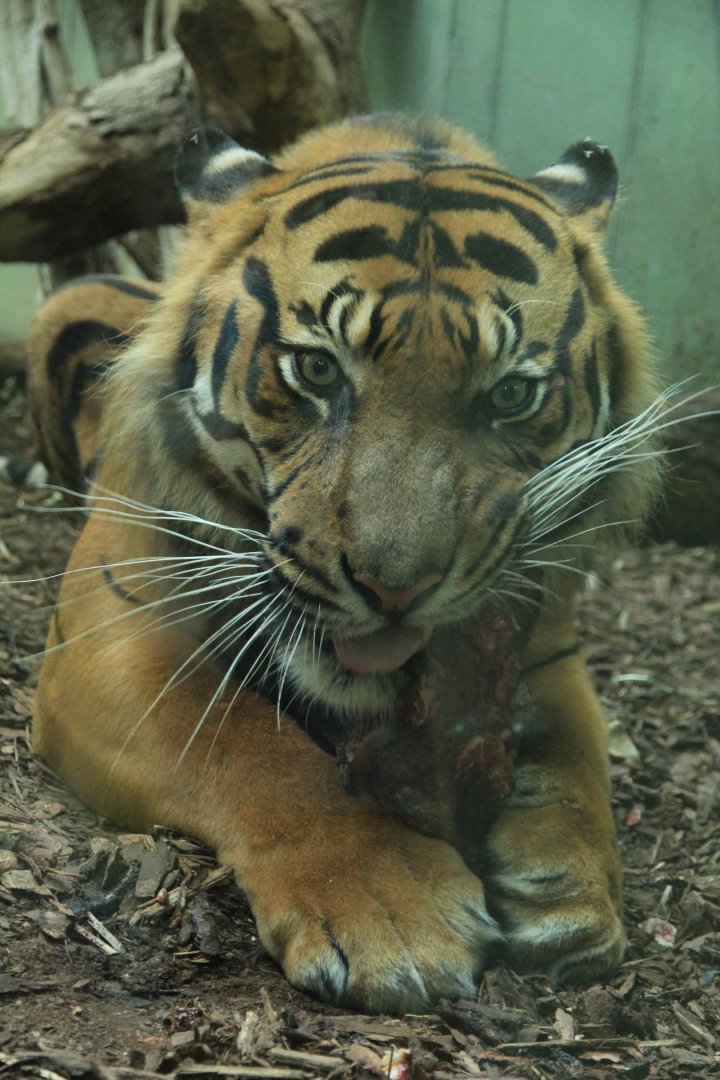 Sumatran tiger (May 2018)