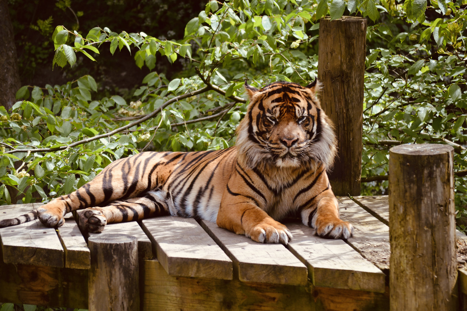 Sumatran Tiger - May 2023