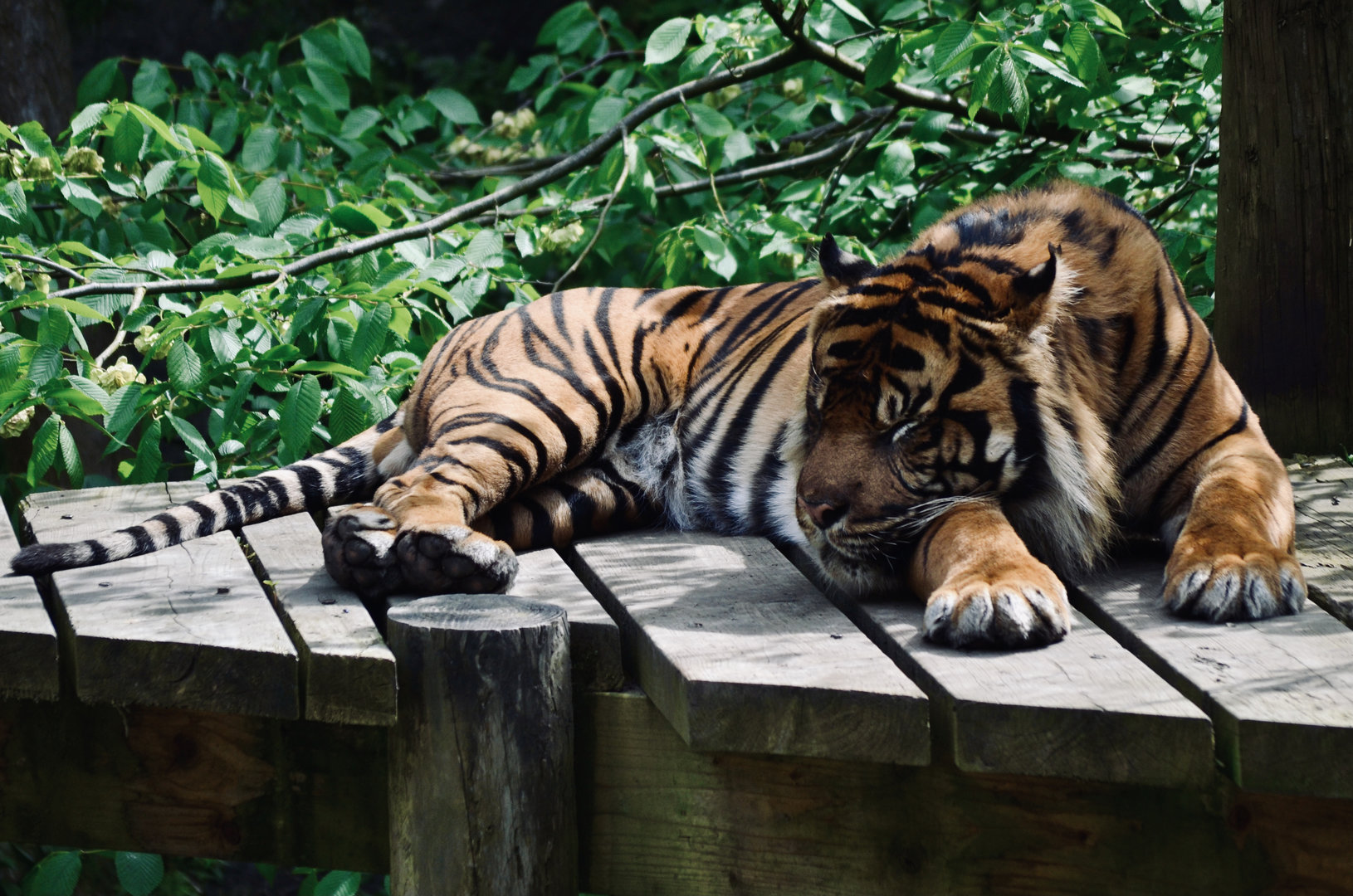 Sumatran Tiger - May 2023