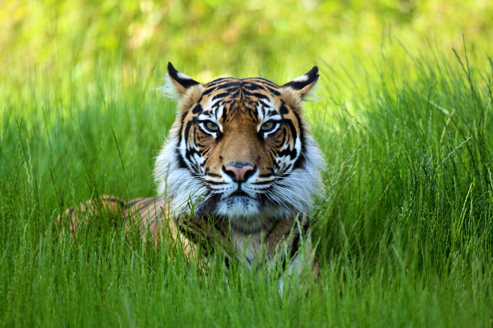 Sumatran Tiger Melati