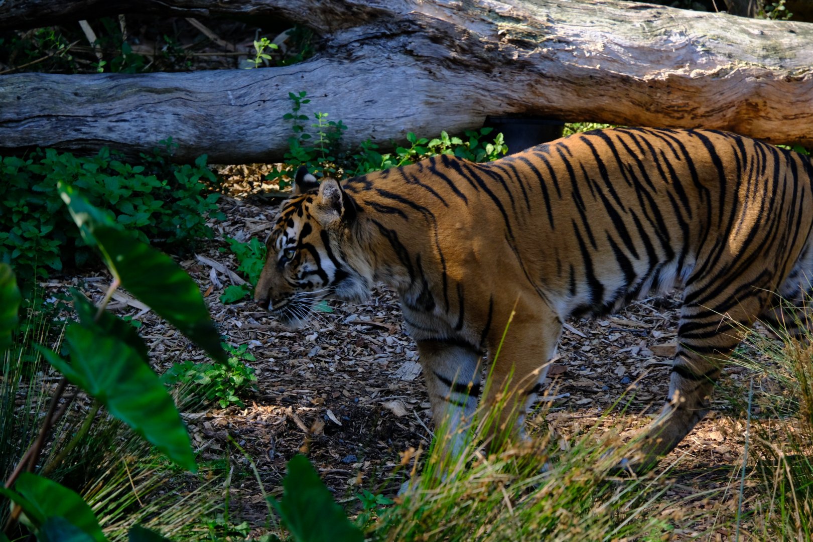 Sumatran Tiger - Melbourne Zoo