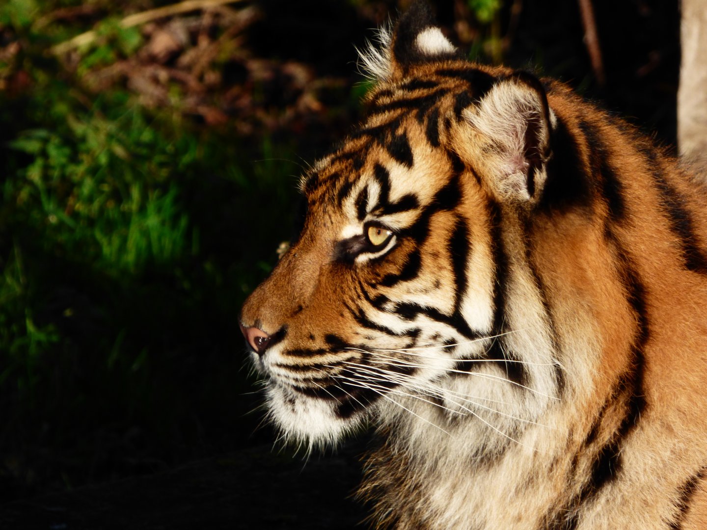 Sumatran Tiger 'Menya'