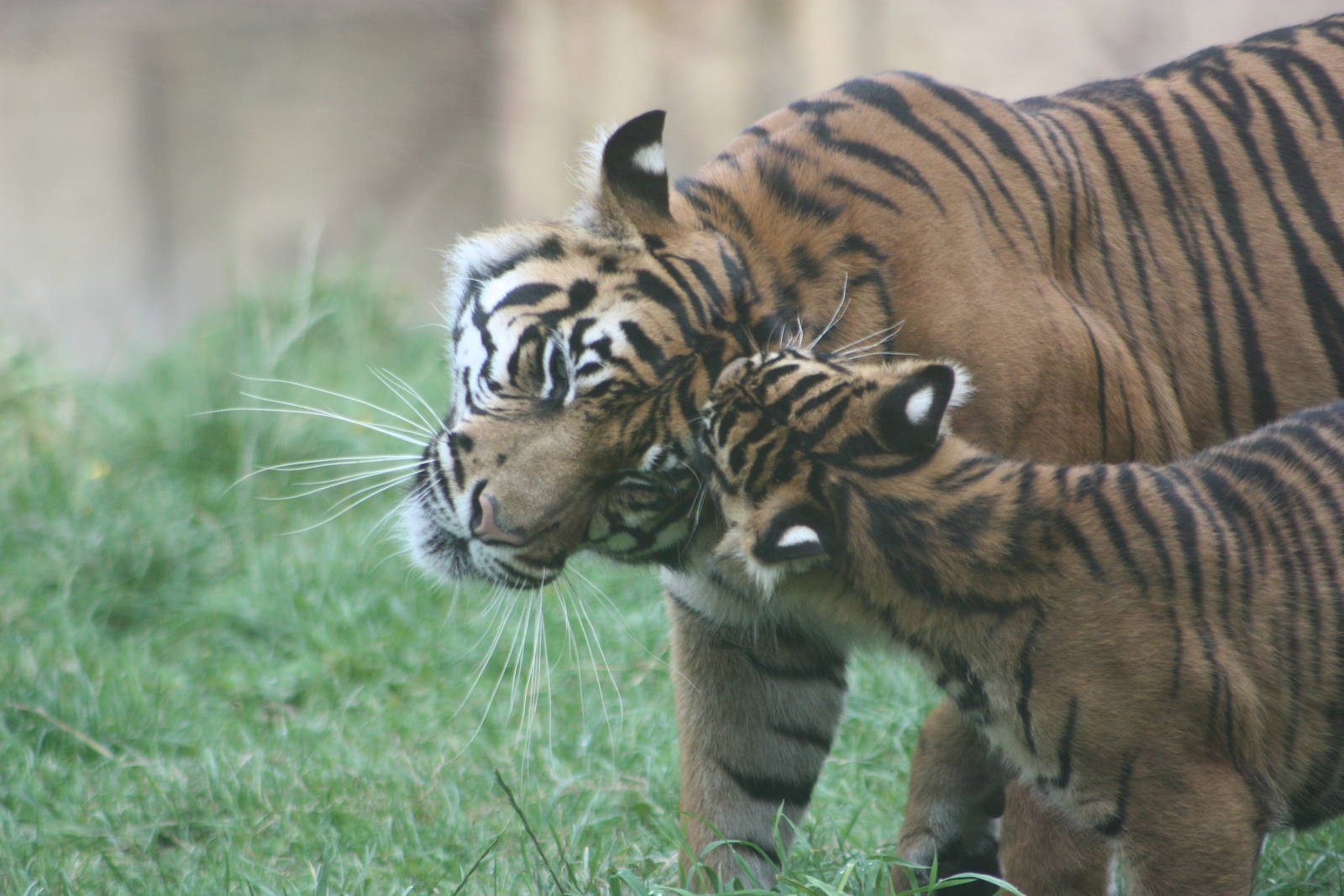 Sumatran Tiger mother and cub, 1st September 2014