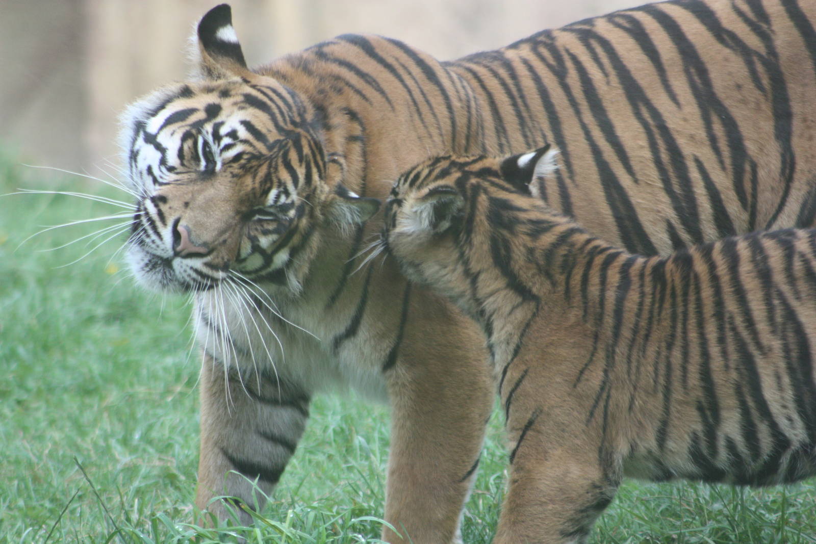 Sumatran Tiger mother and cub, 1st September 2014