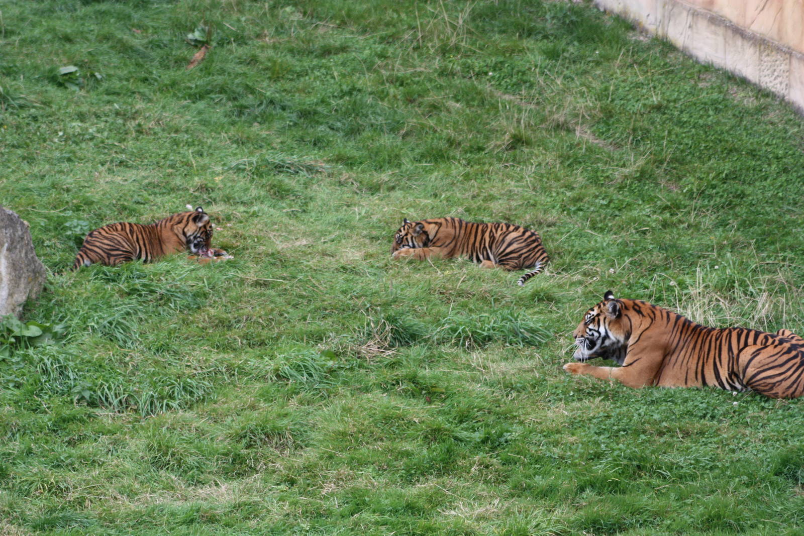 Sumatran Tiger mother and cubs, 1st September 2014