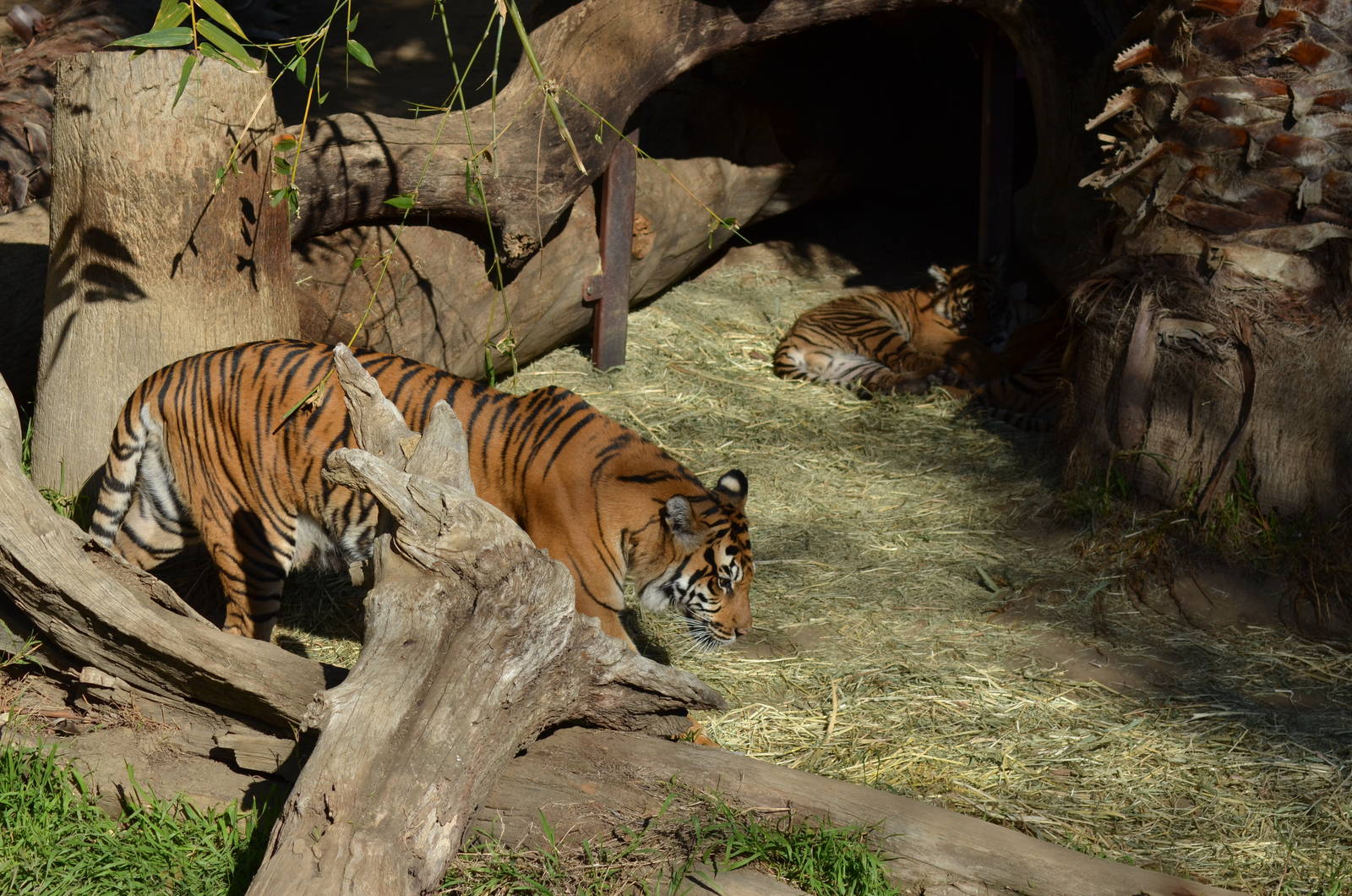 Sumatran Tiger Mother and Cubs