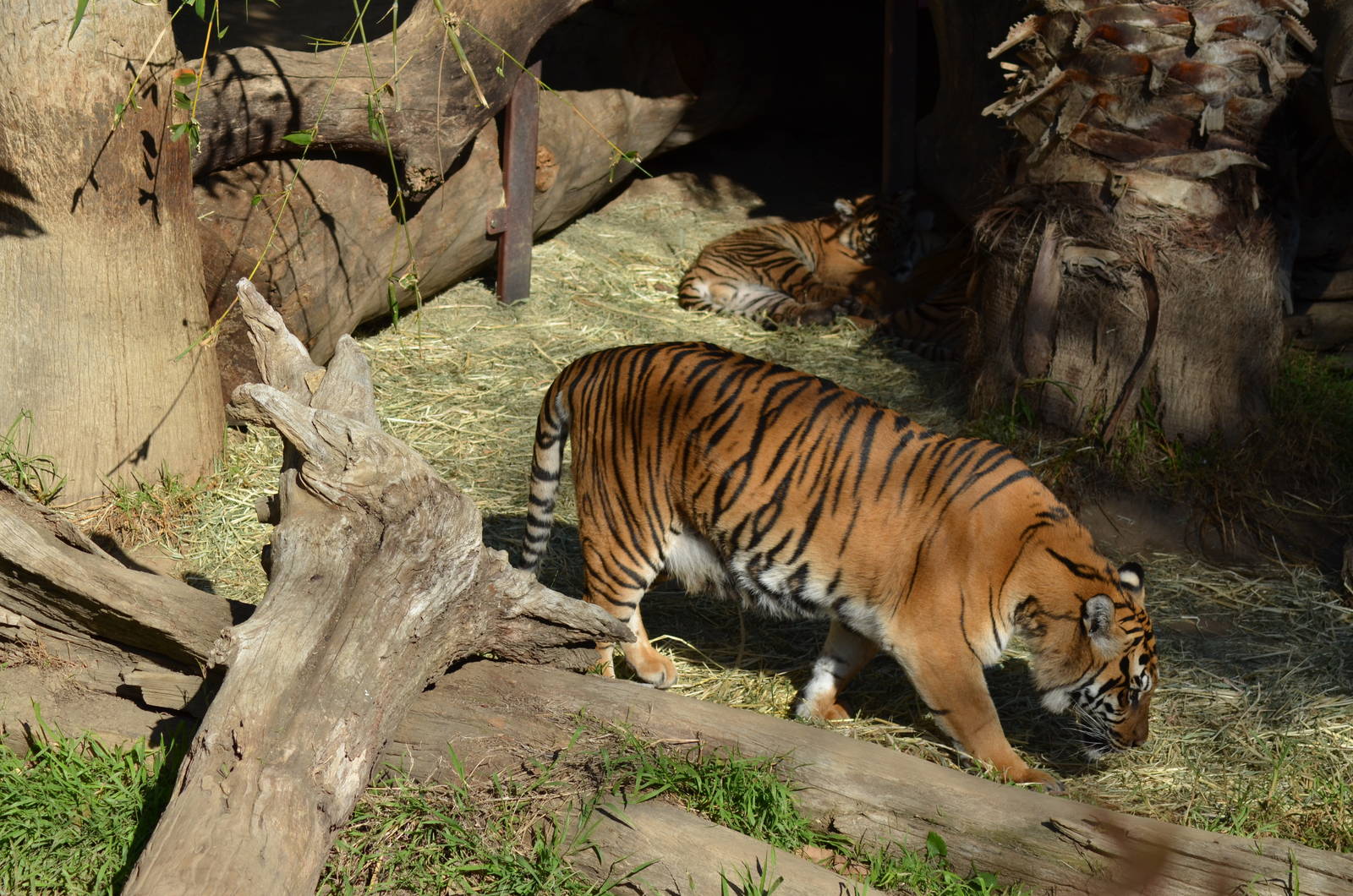 Sumatran Tiger Mother and Cubs